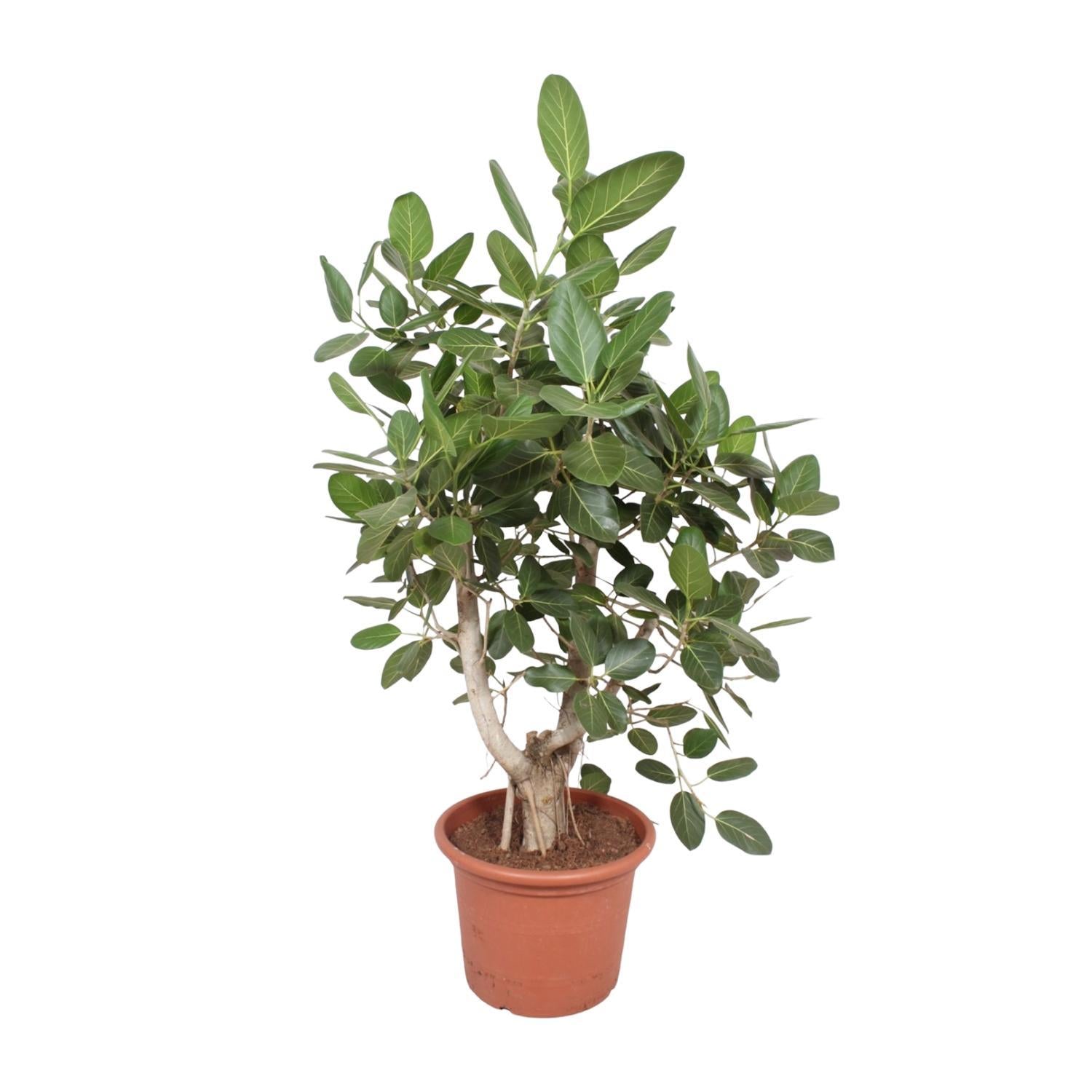 Ficus Benghalensis verzweigt – 170 cm – ø50