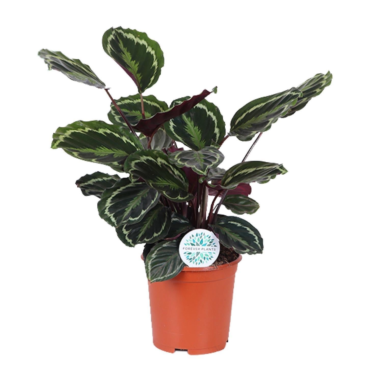 Calathea-Medaillon – Ø21 cm – ↕70 cm