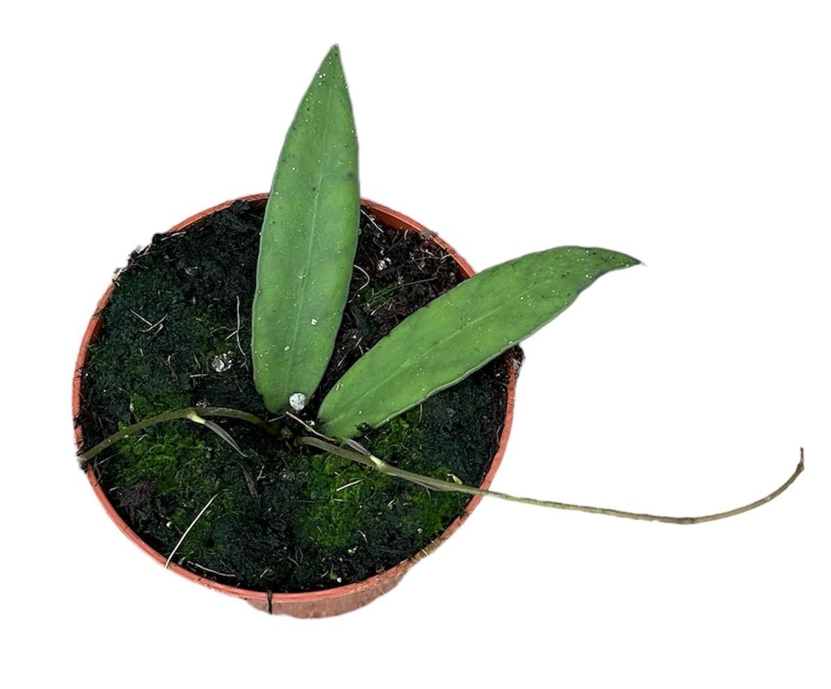 Hoya Scorcchinii - Ø10,5cm - ↕cm