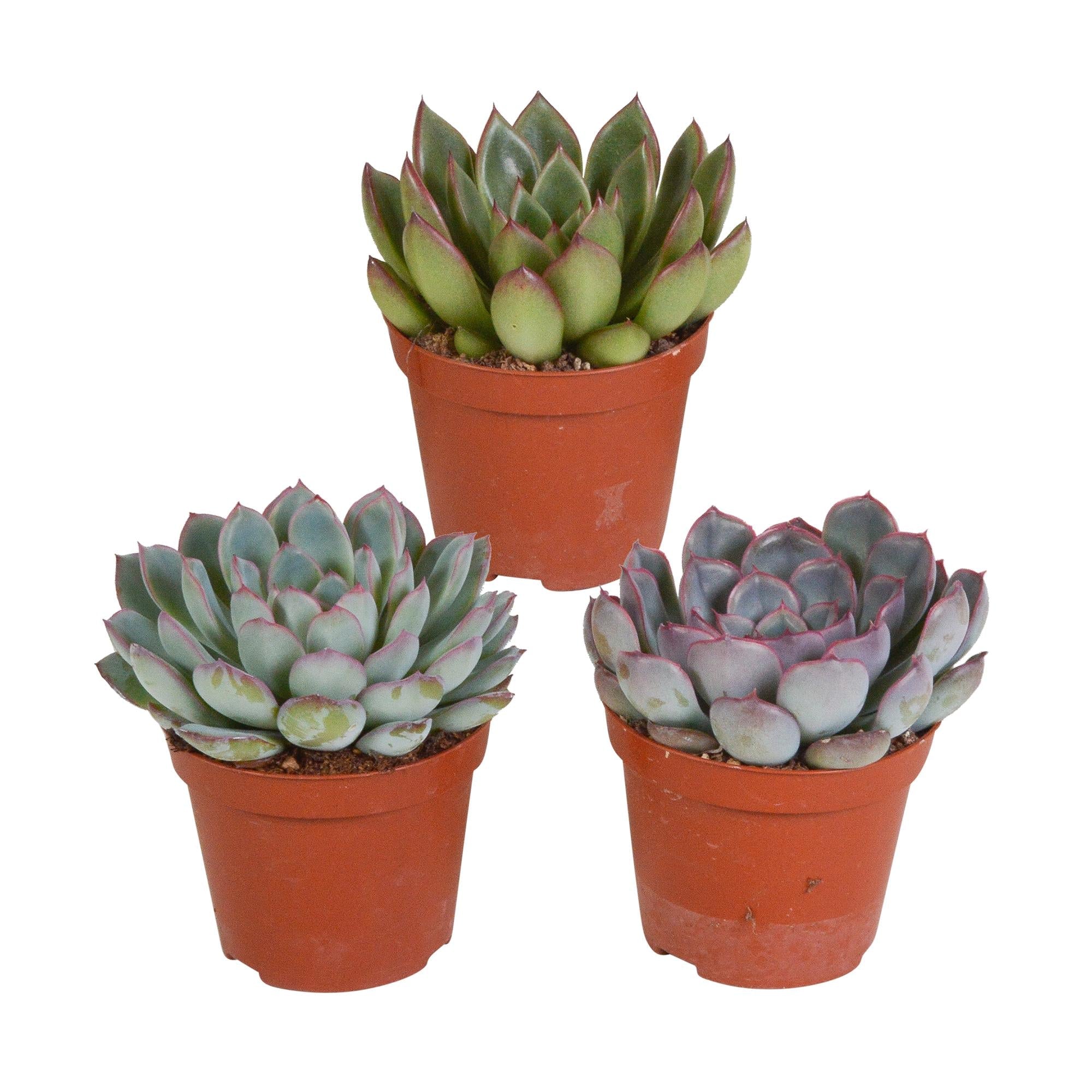 Echeveria-Mischung 8,5 cm - 3x - ohne Topf