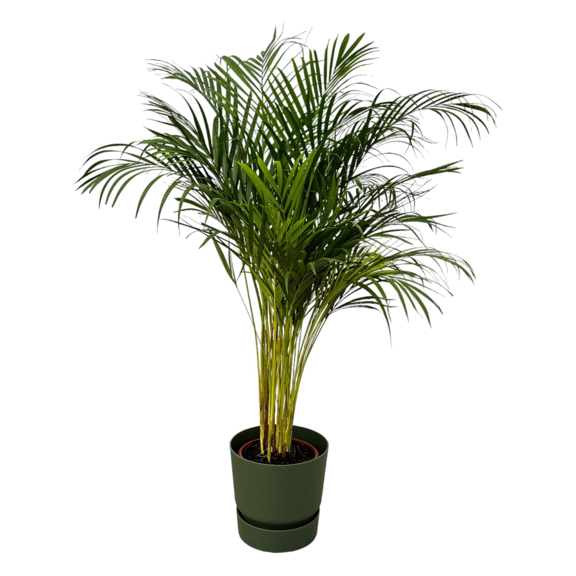 Areca-Palme - ↨130cm - Ø24cm inkl. elho Greenville Grün D30 - Goldfruchtpalme