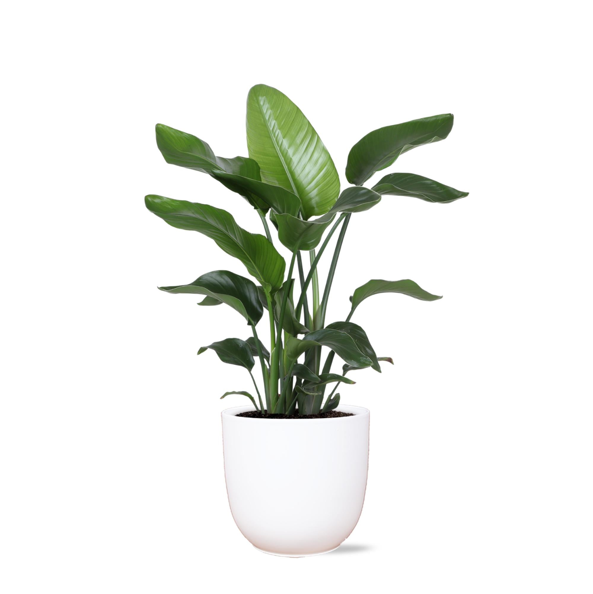 Strelitzia Nicolai - Ø21cm - ↕80cm im Boule WHITE-Topf