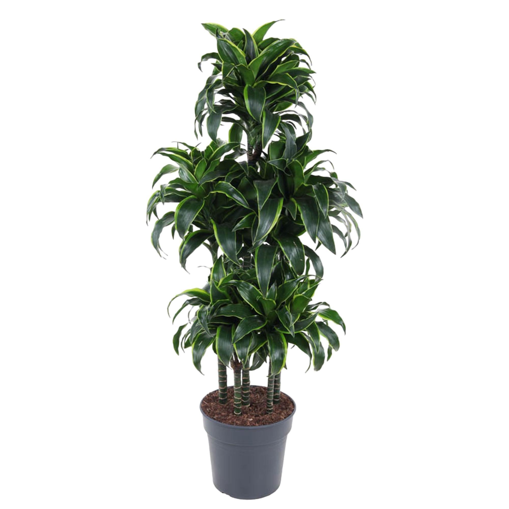 Dracaena Dorado Karussell - 140 cm - ø31