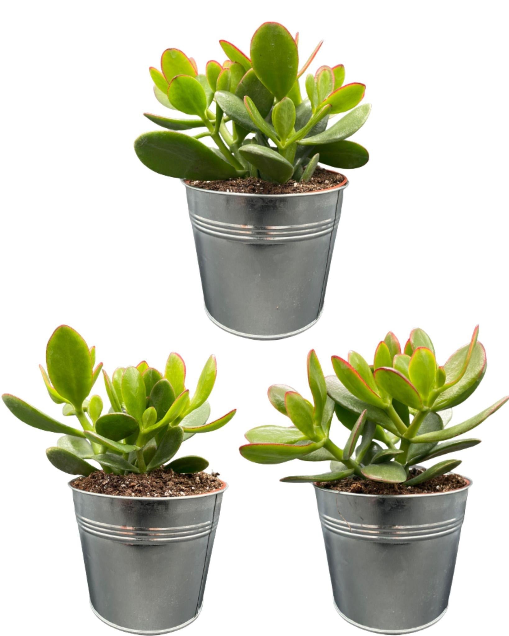 Sukkulenten – Crassula Ovata – ↕15–20 cm (3 Stück) – Zink – Ø13 cm