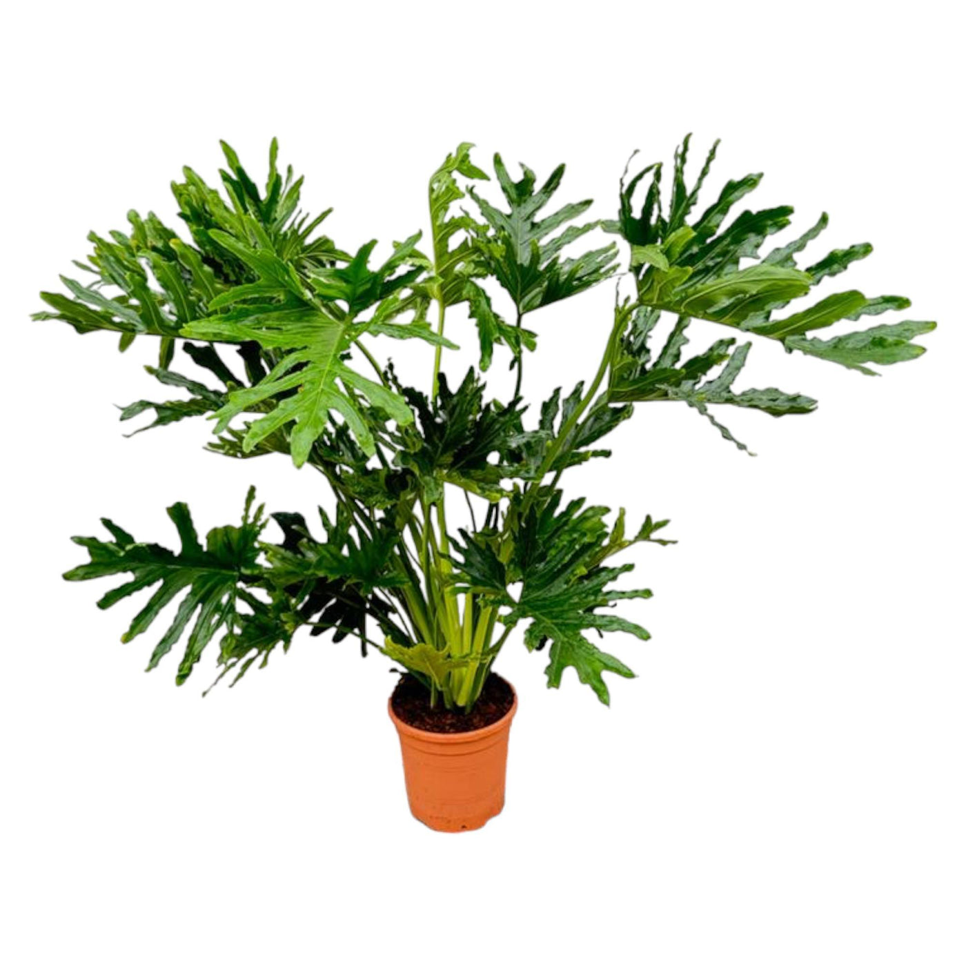 Philodendron Selloum - 150 cm - Ø30