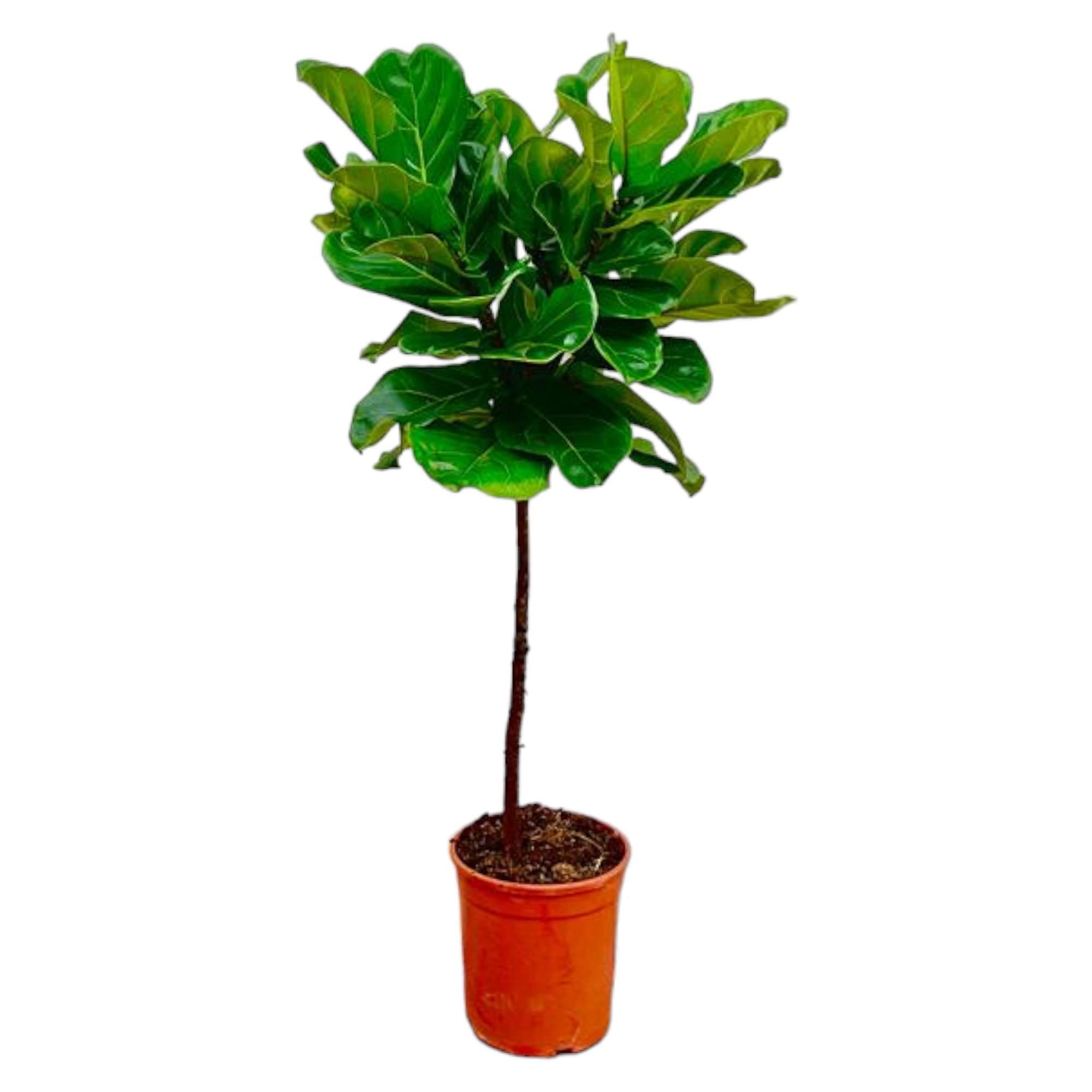 Ficus Lyrata-Stamm – 130 cm – ø24