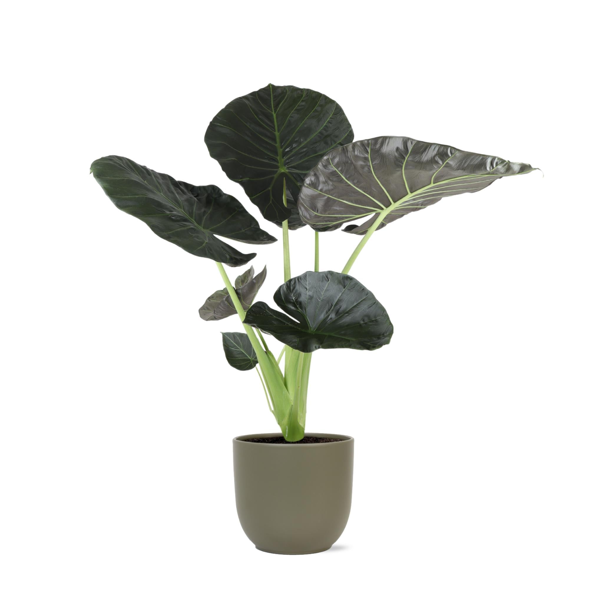 Alocasia Regal Shield Ø24cm - ↕110cm im Boule OLIVE Topf