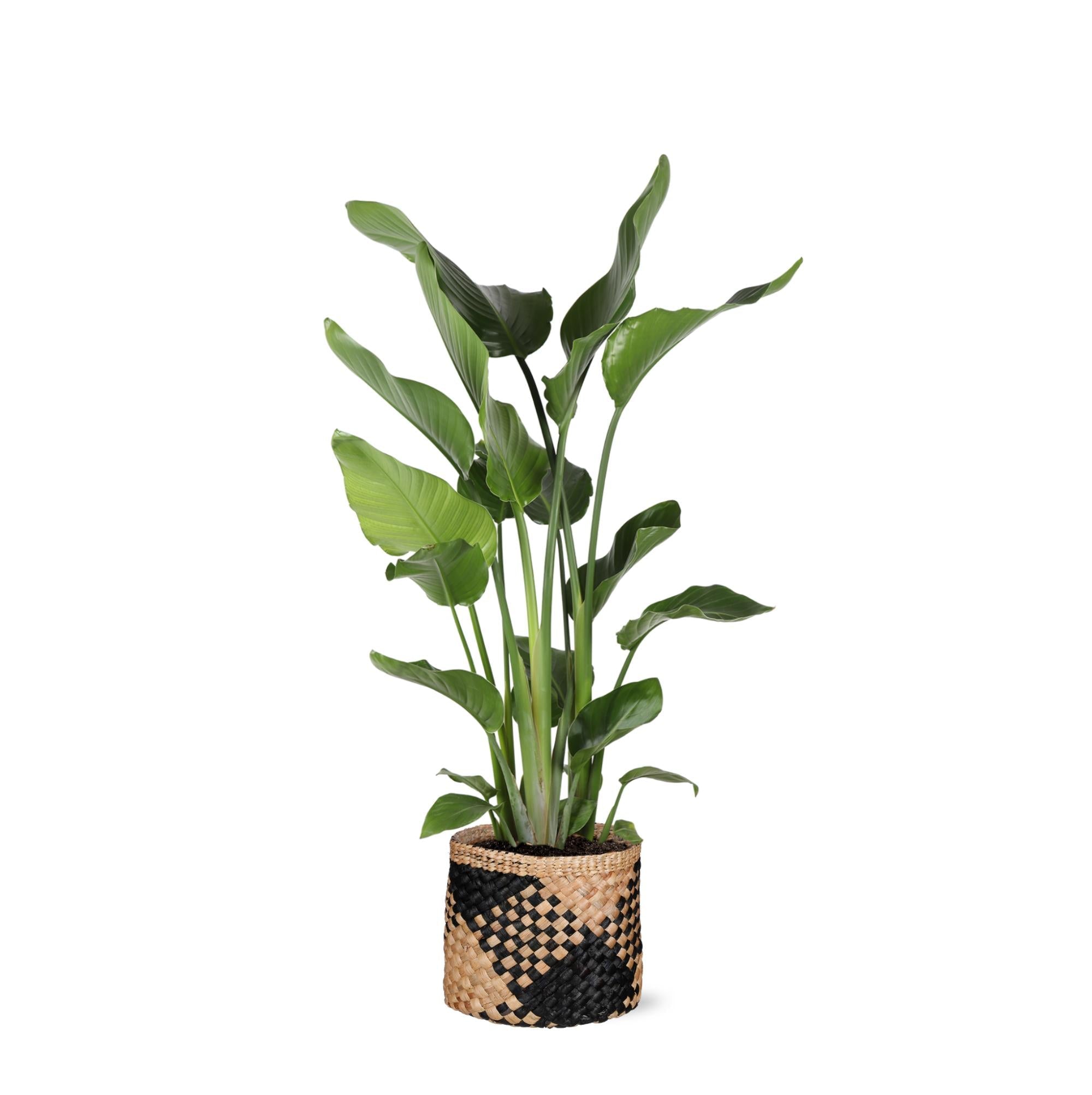 Strelitzia Nicolai Ø24cm ↕120cm im Albury BLACK-Druckkorb