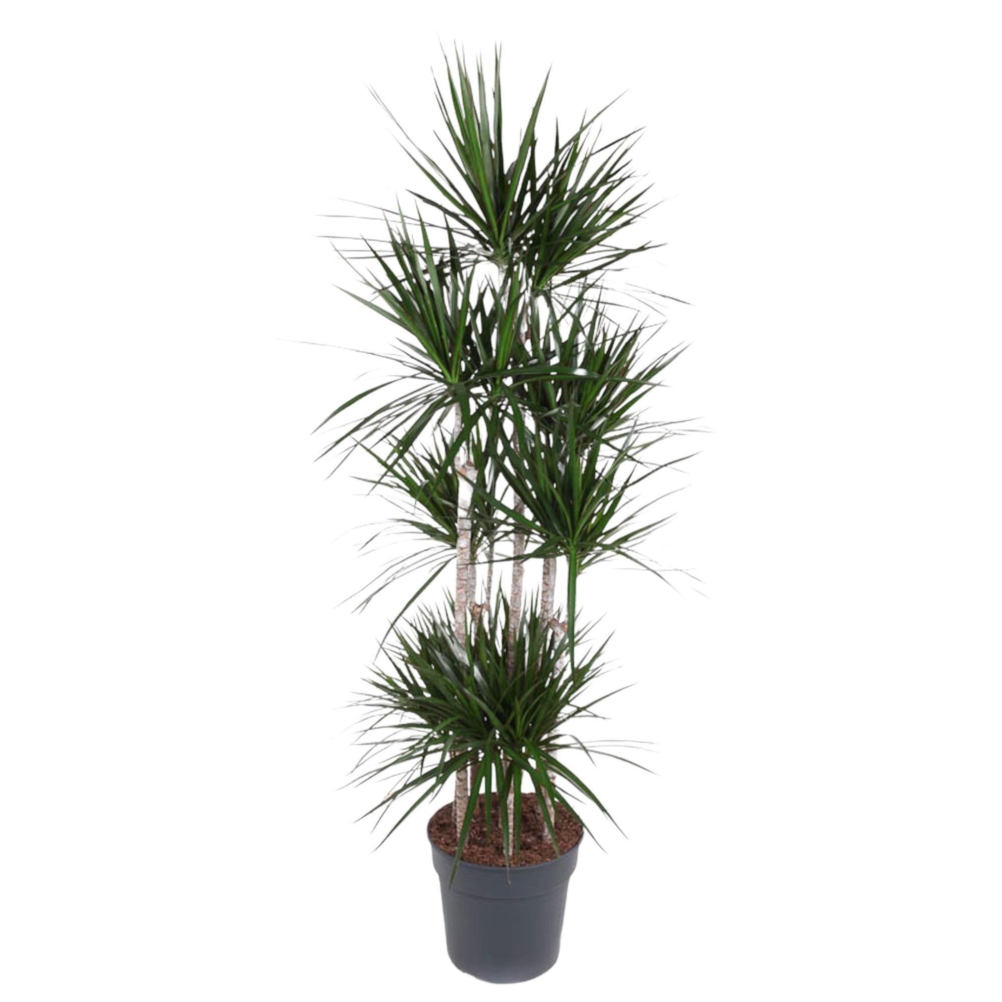 Dracaena Marginata Karussell – 190 cm – ø34