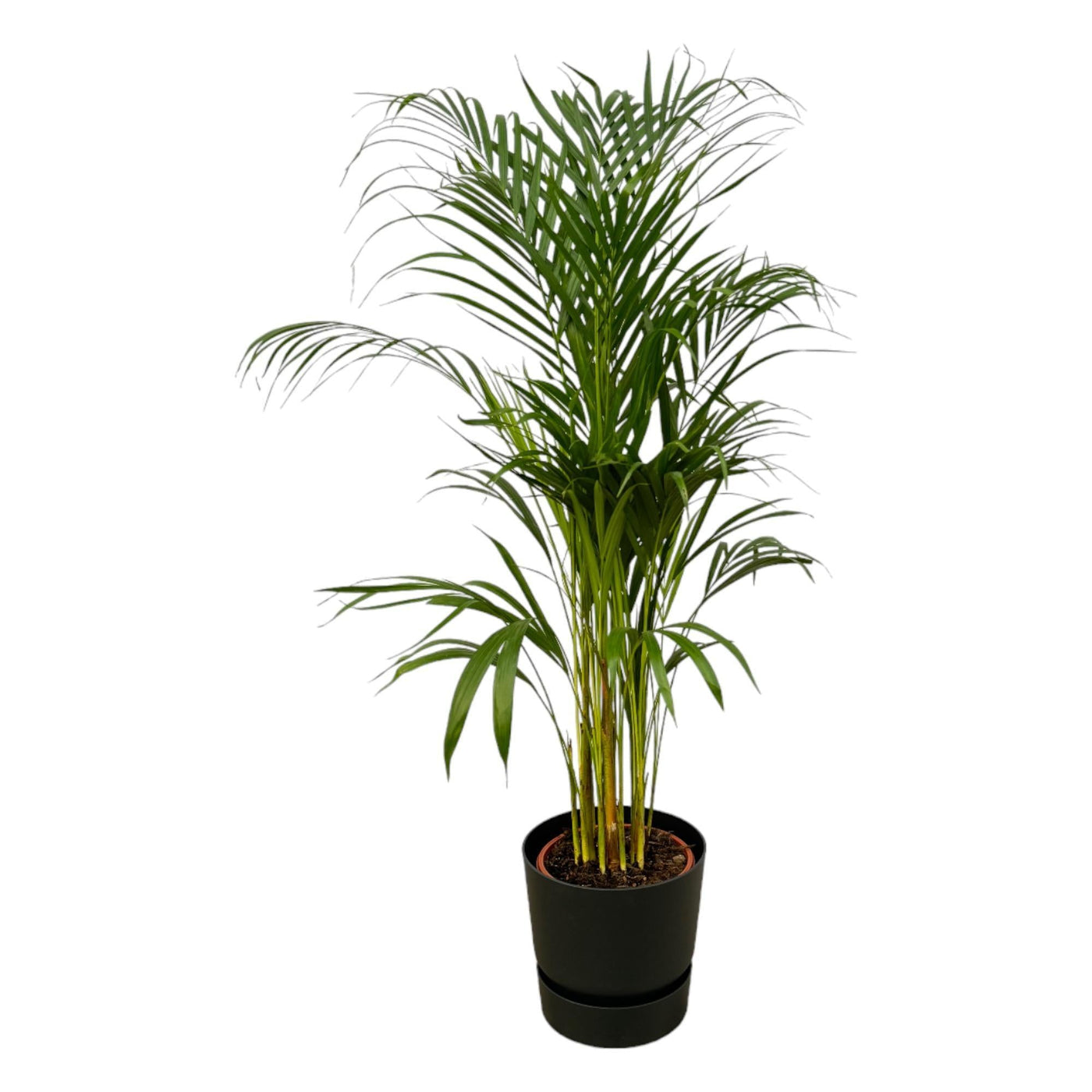 Areca-Palme - ↨110cm - Ø21cm inkl. elho Greenville Schwarz - Goldfruchtpalme