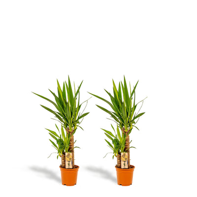 2x Yucca - ↨90cm - Ø17cm - Palmlilie