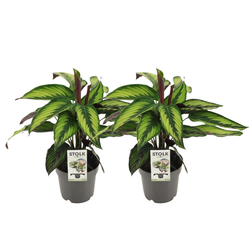 Calathea Majestica Princeps - 2 Stück - Ø14cm - ↕45cm