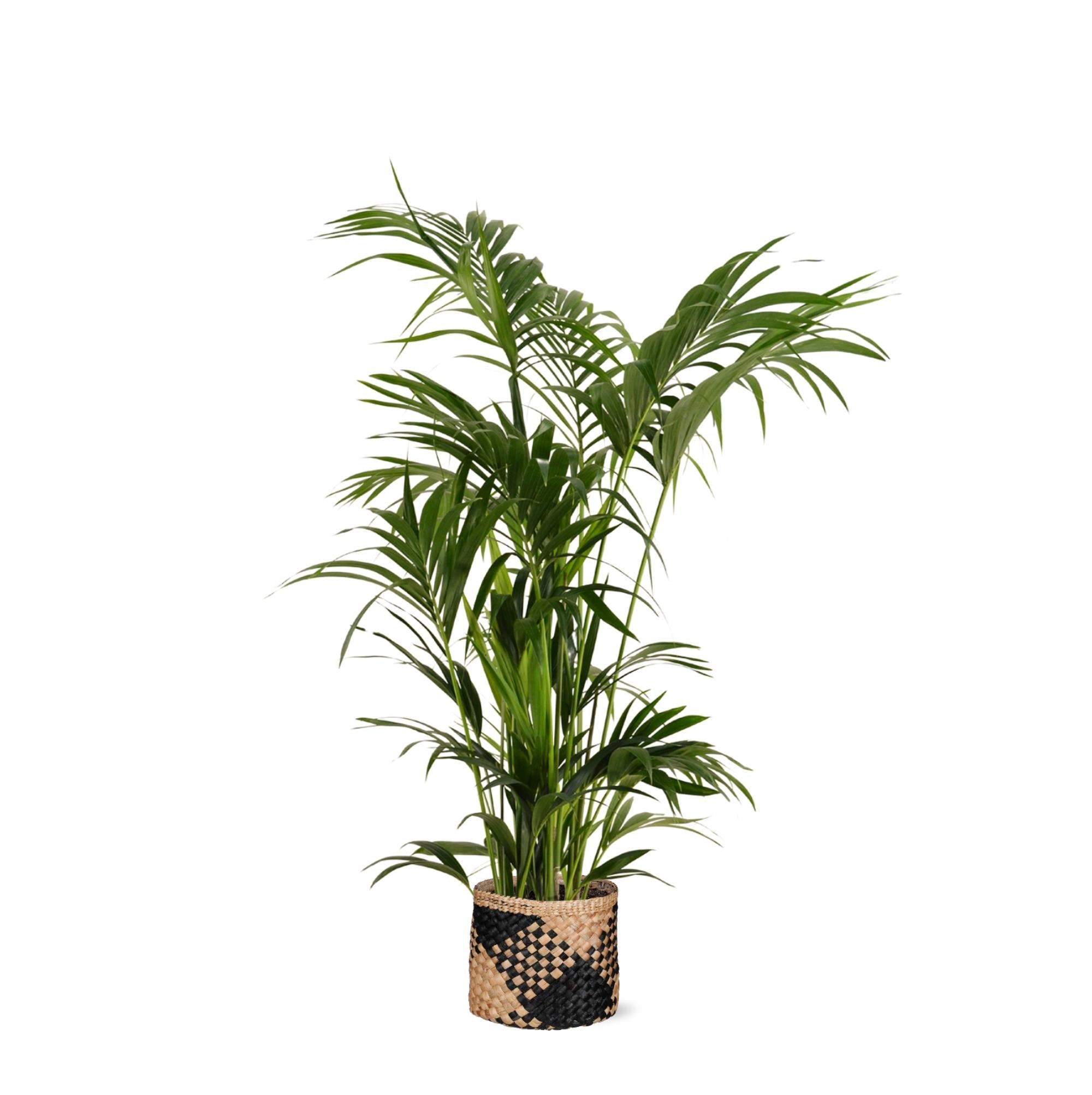 Kentia-Palme Ø27 cm ↕160 cm im Korb mit Albury-SCHWARZ-Aufdruck