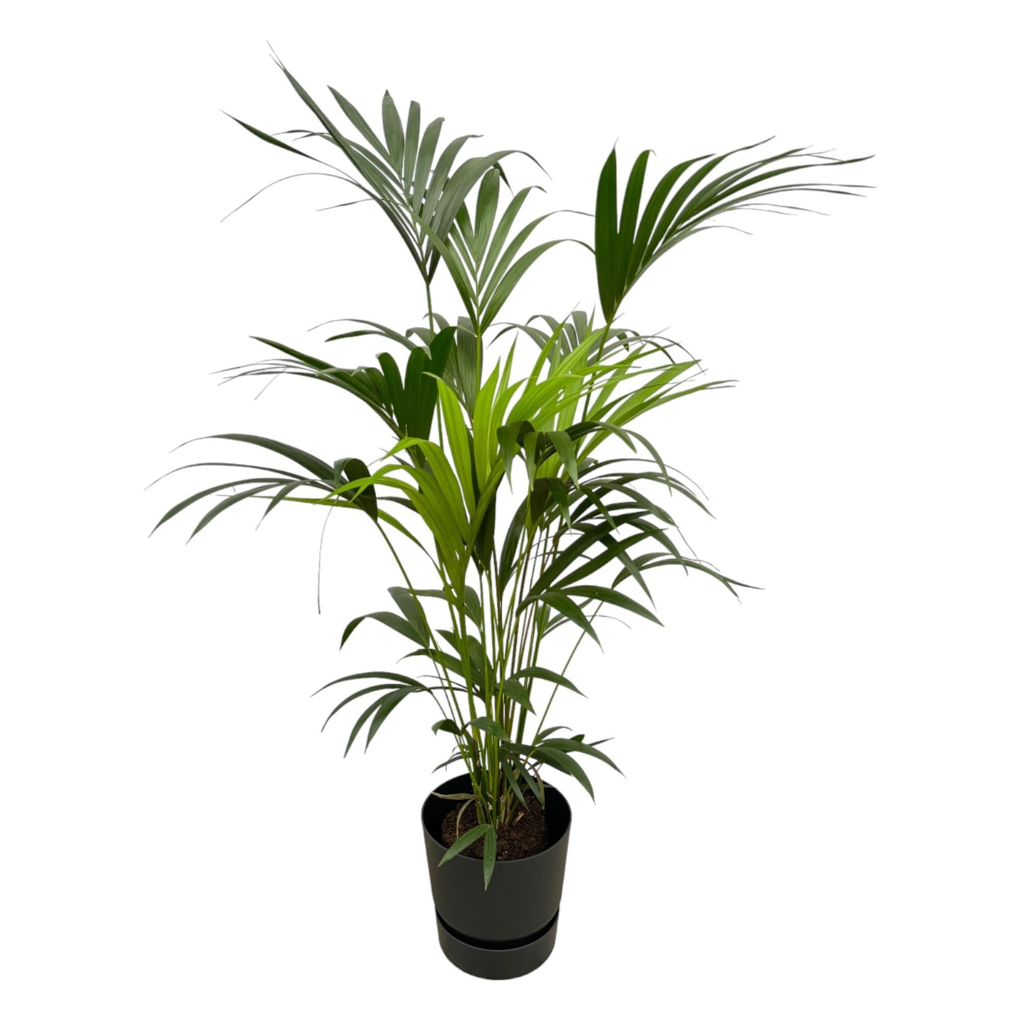 Kentia-Palme inklusive elho Greenville Round schwarz – 160 cm – Ø30 - Kentiapalme