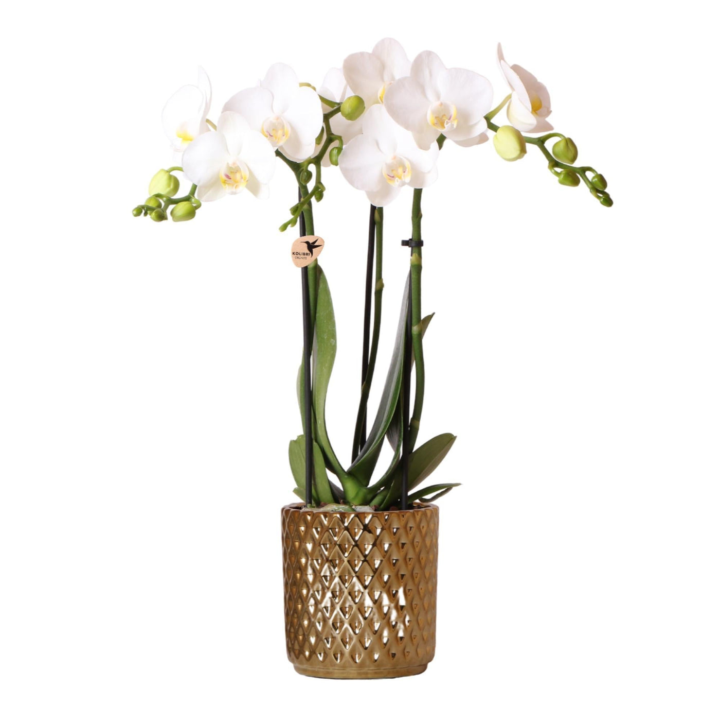 Kolibri-Orchideen | weiße Phalaenopsis-Orchidee - Amabilis + Diamant-D