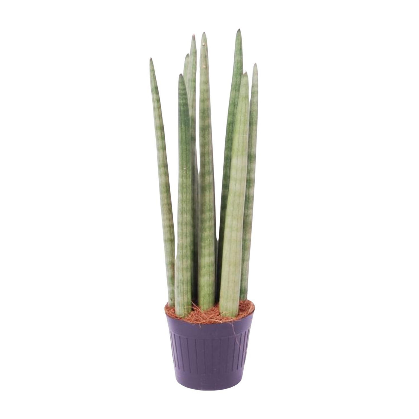 Sansevieria cylindrica 'Spaghetti' - 40 cm - ø10,5 - Bogenhanf