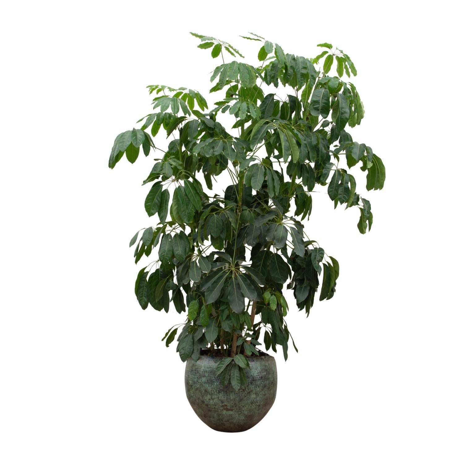 Schefflera Amate XL - 250 cm - ø50 - Strahlenaralie