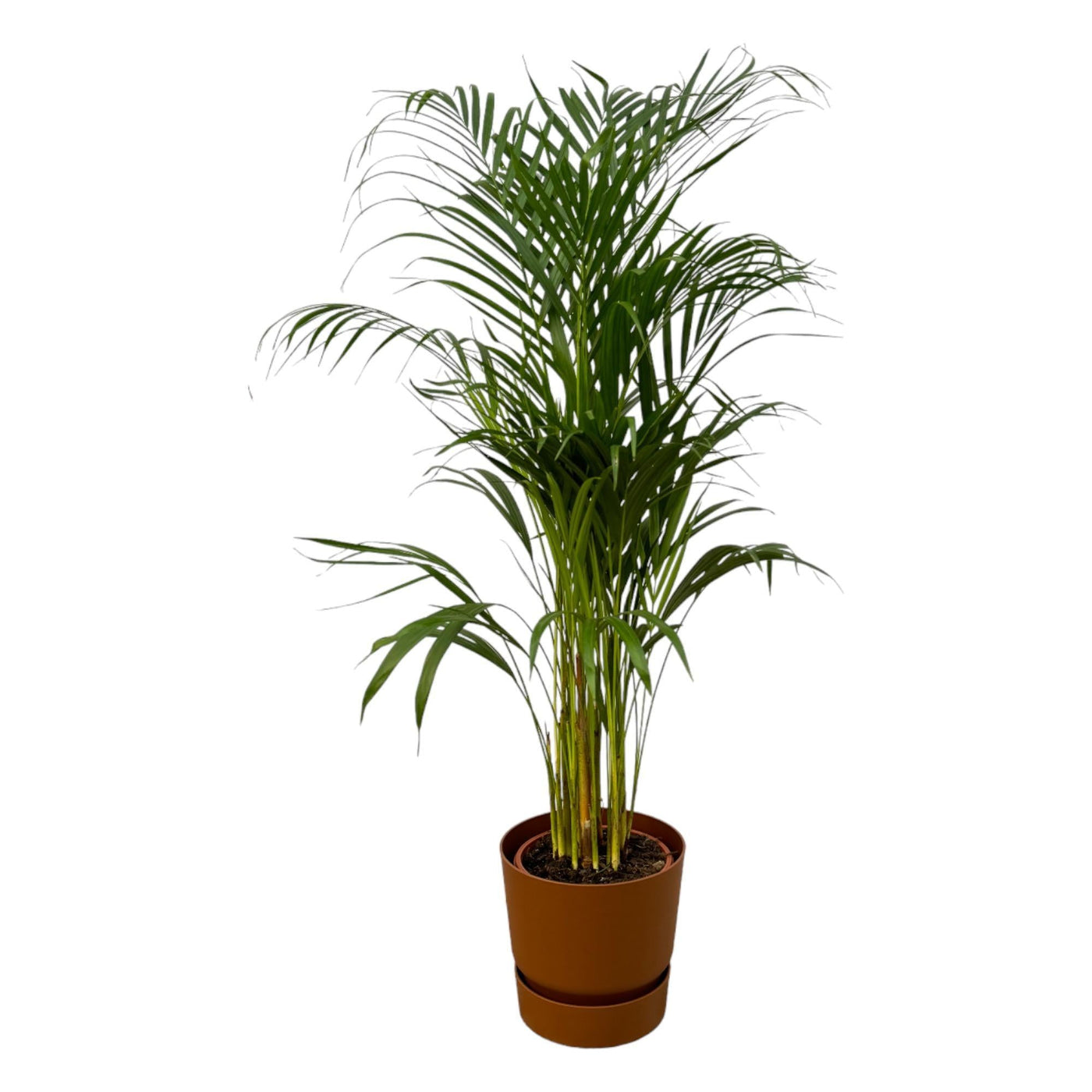 Areca-Palme - ↨110cm - Ø21cm inkl. Elho Greenville Rindfleisch Braun D - Goldfruchtpalme