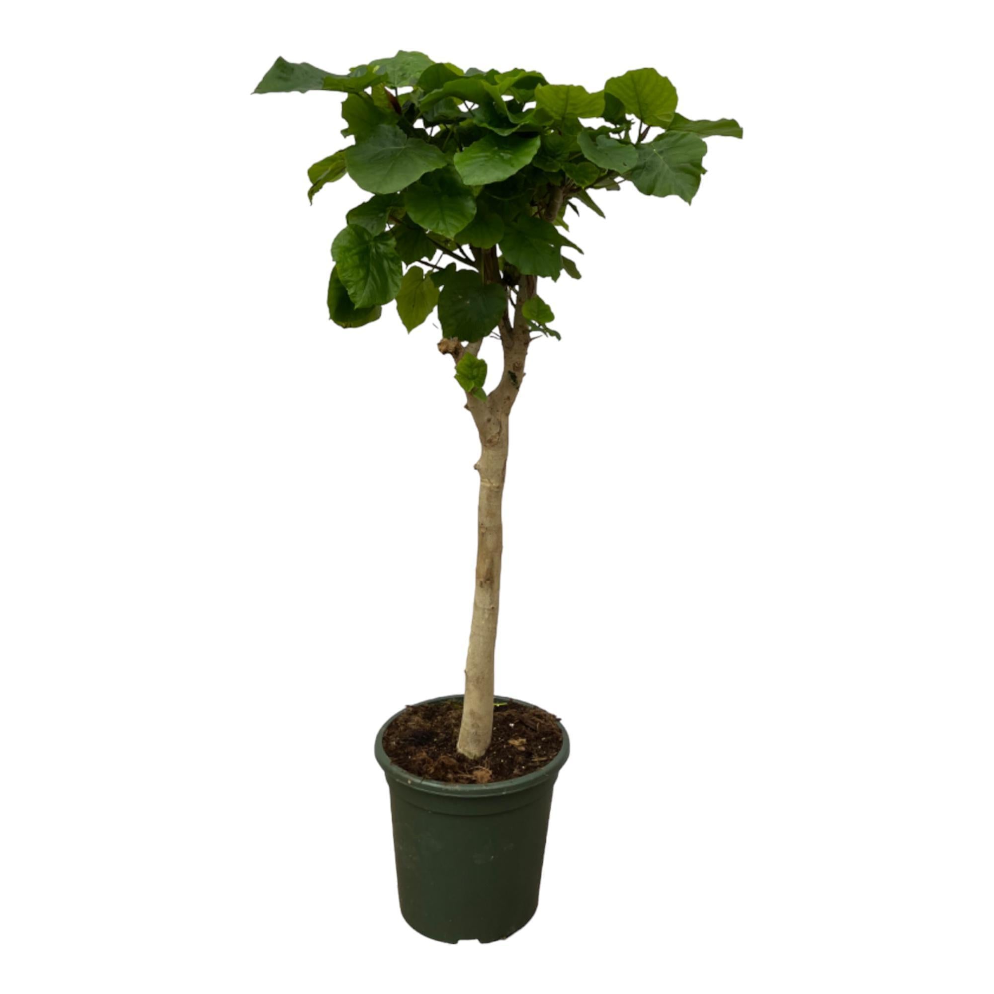 Stamm des Ficus Umbellata – 130 cm – Ø33 cm