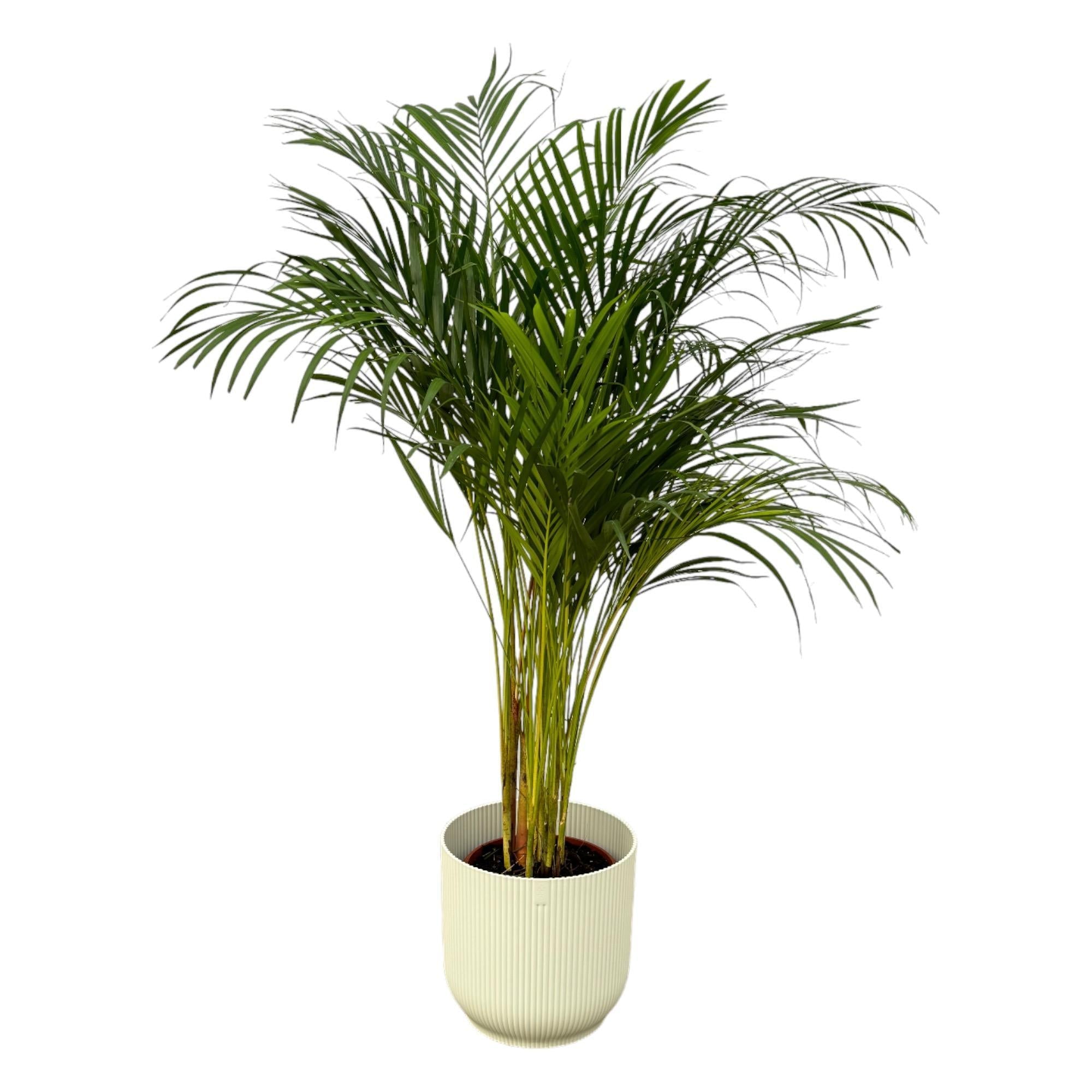 Areca-Palme - ↨130cm - Ø24cm inkl. elho Vibes Fold weiß D3 - Goldfruchtpalme