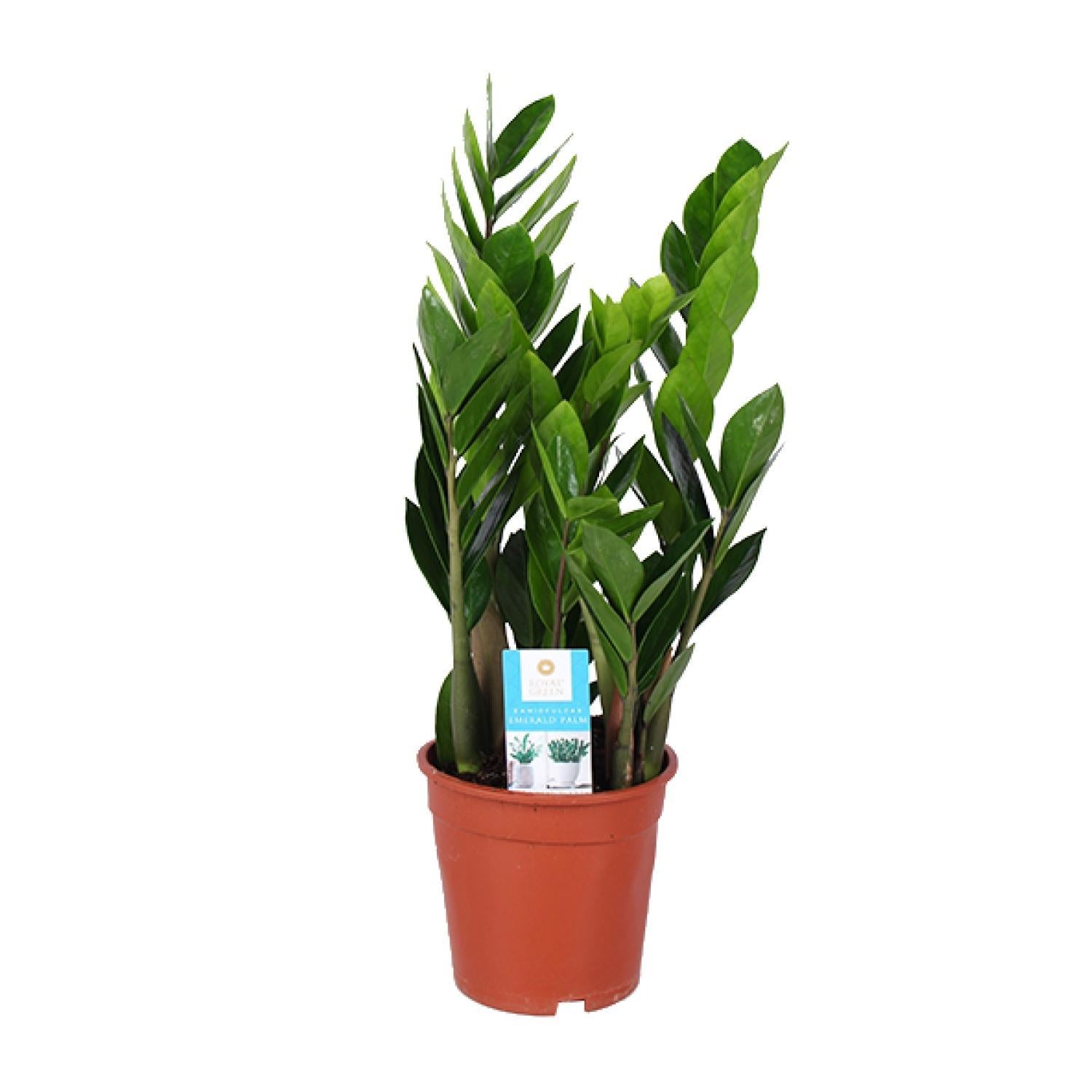 Zamioculcas Zamiifolia - Ø17cm - ↕60cm