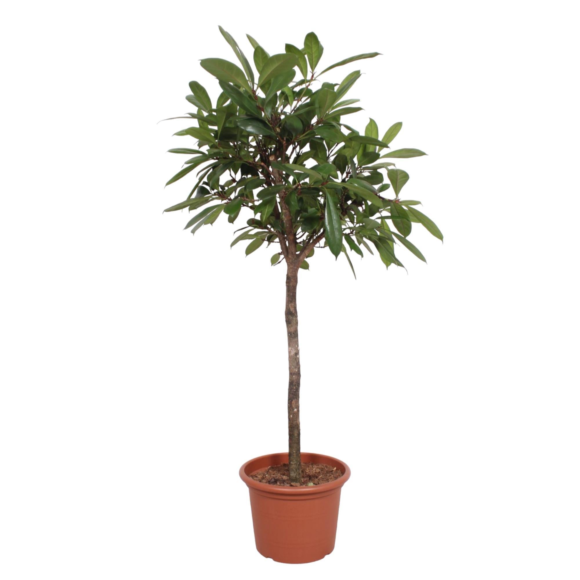 Ficus Cyathistipula-Baum – 180 cm – ø40