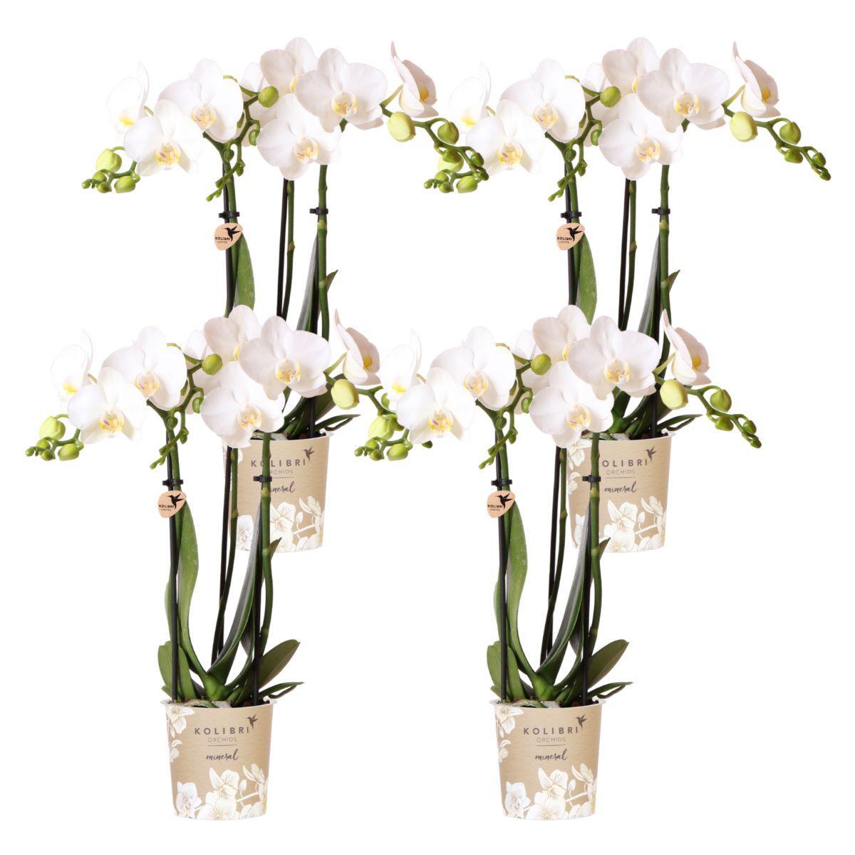 Kolibri-Orchideen | KOMBI-ANGEBOT mit 4 weißen Phalaenopsis-Orchideen