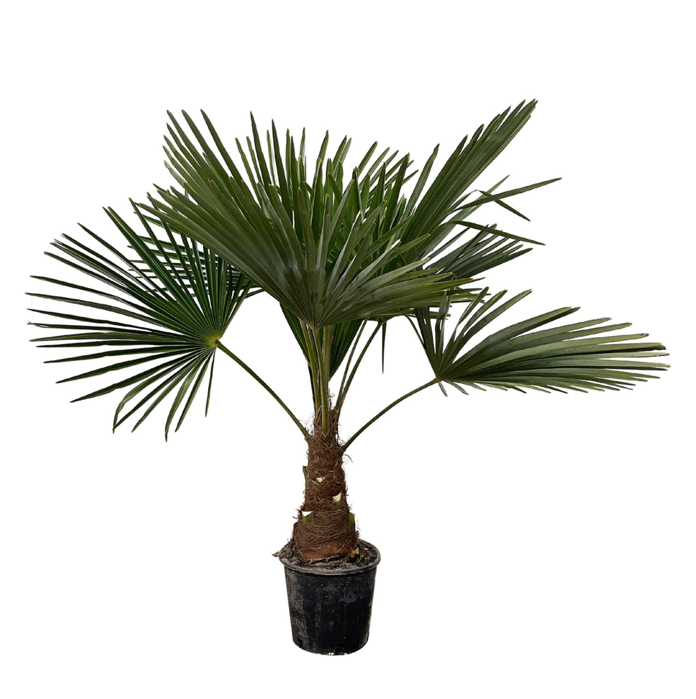 Trachycarpus – 90 cm – Ø21 - Palme