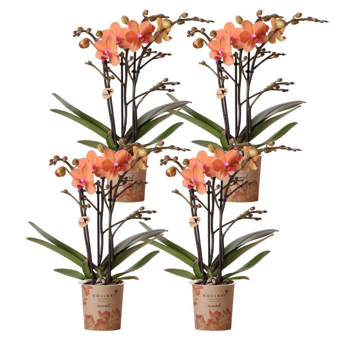 Kolibri-Orchideen | KOMBI-ANGEBOT von 4 orangefarbenen Phalaenopsis-Or