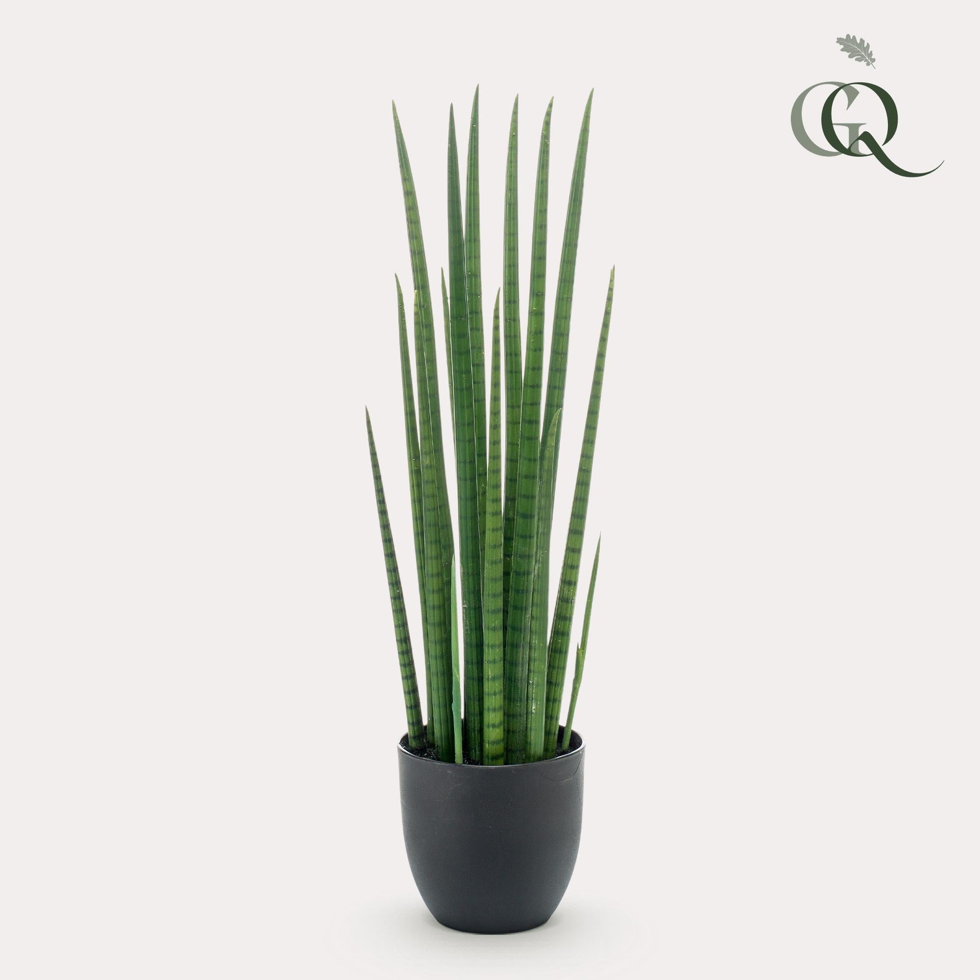 Kunstwerk - Sansevieria Cylindrica - Frauenzunge - 70 cm