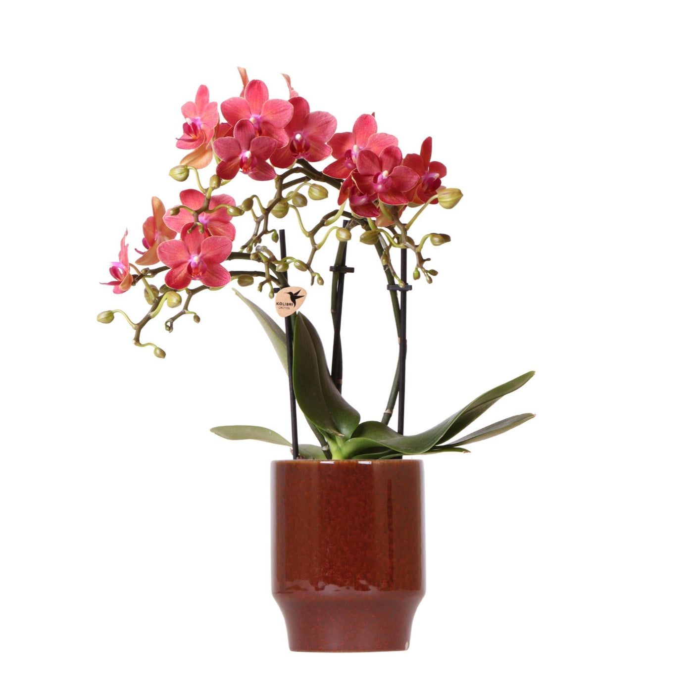 Kolibri-Orchideen | rote Phalaenopsis-Orchidee - Kongo + edles Rot - S