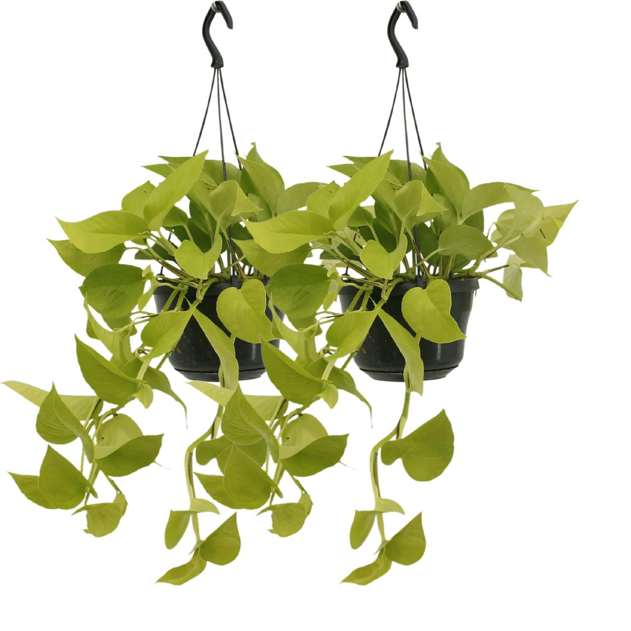 Epipremnum Golden Pothos (Scindapsus) – 2 Stück – Ø15 cm – ↕25 cm