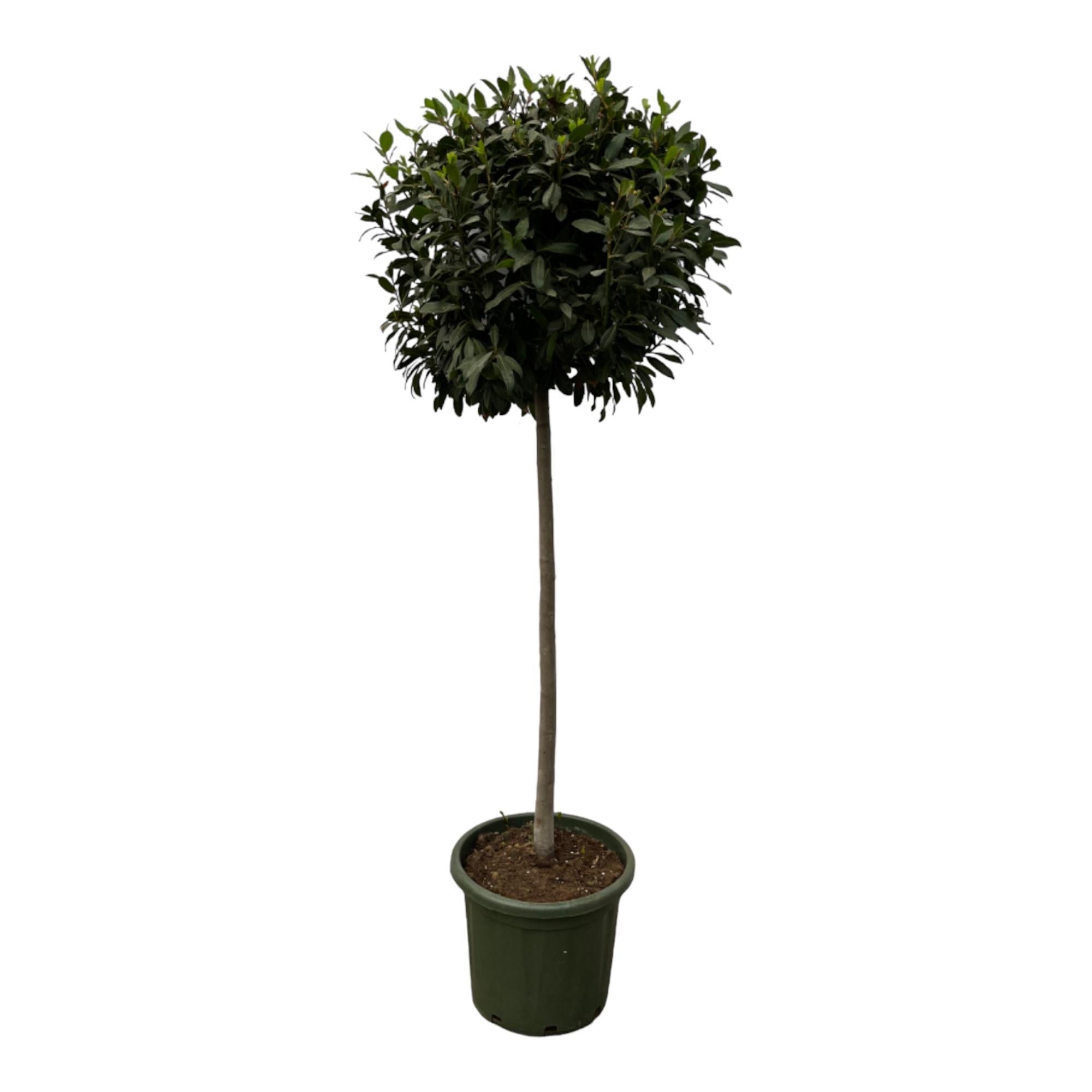 Laurus Nobulis-Stamm – 200 cm – Ø45 cm