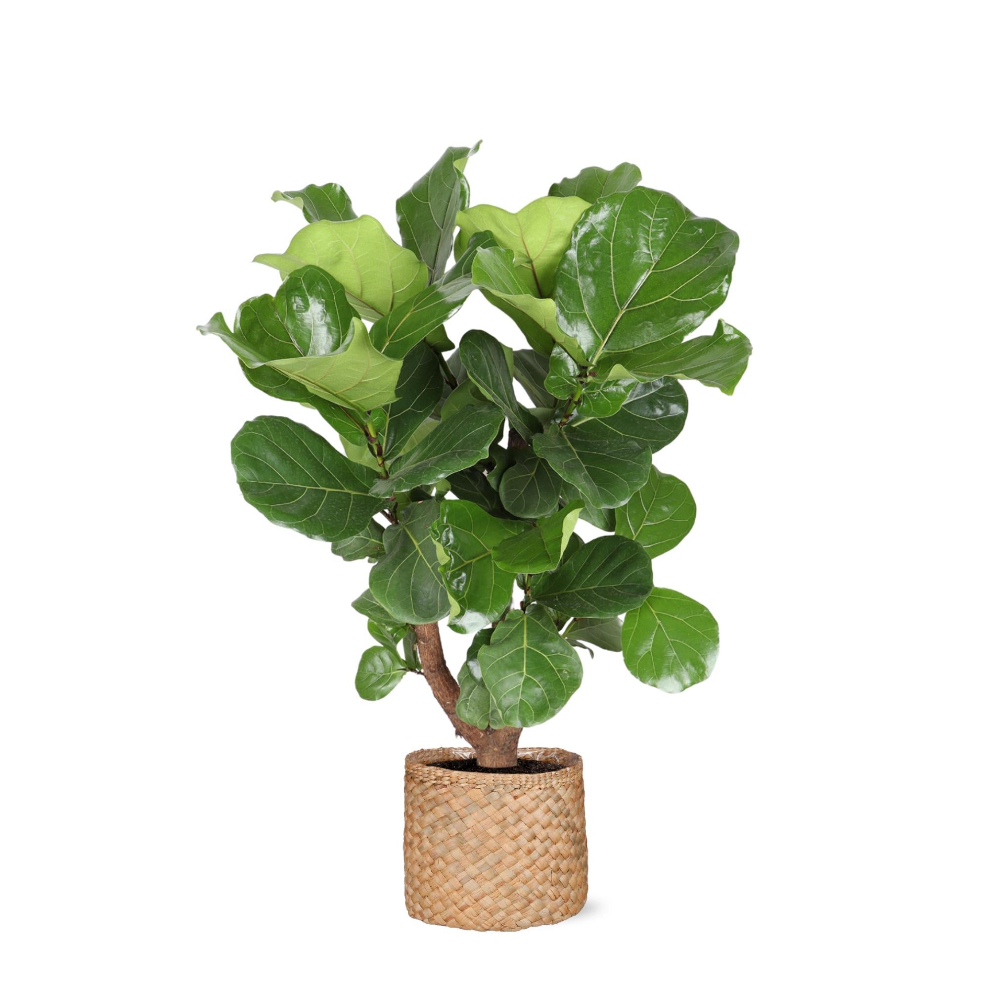 Ficus Lyrata (verzweigt) Ø24cm ↕110cm im Albury NATURAL Korb