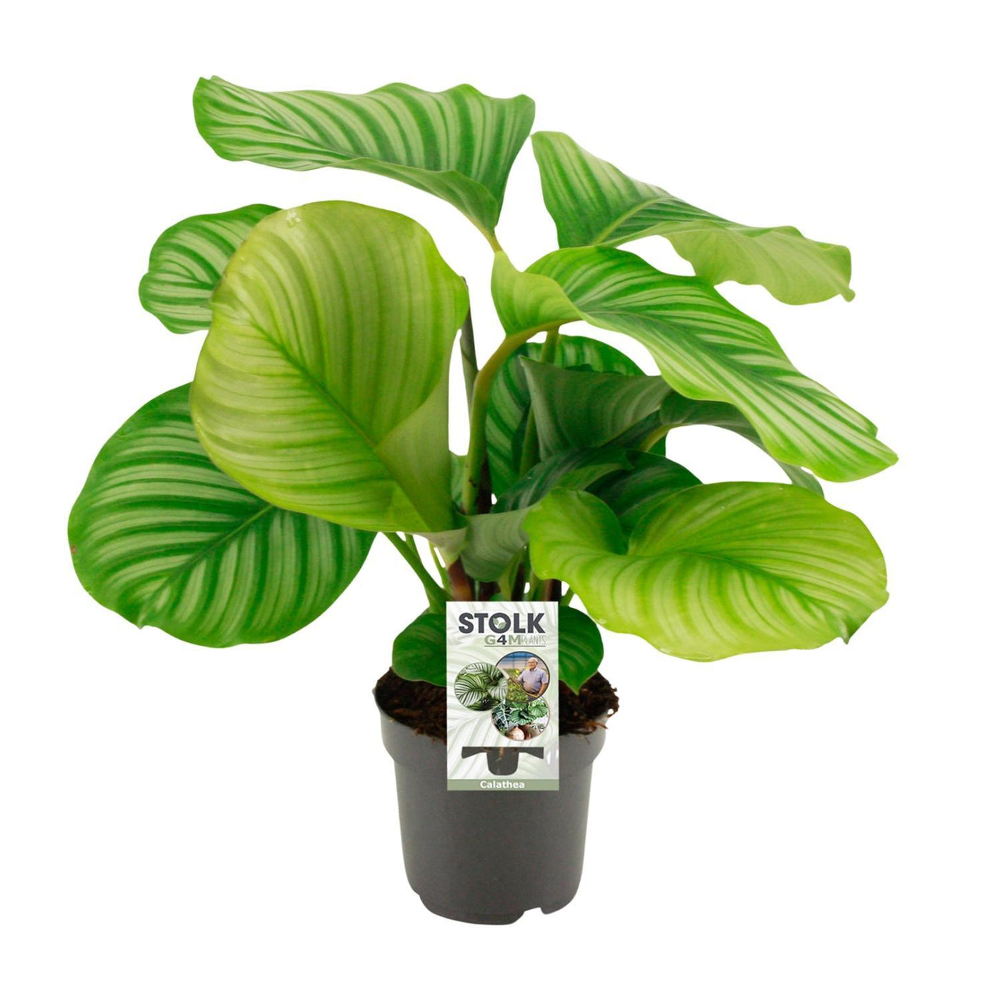 Calathea Orbifolia – 50 cm – ø14 - Korbmarante