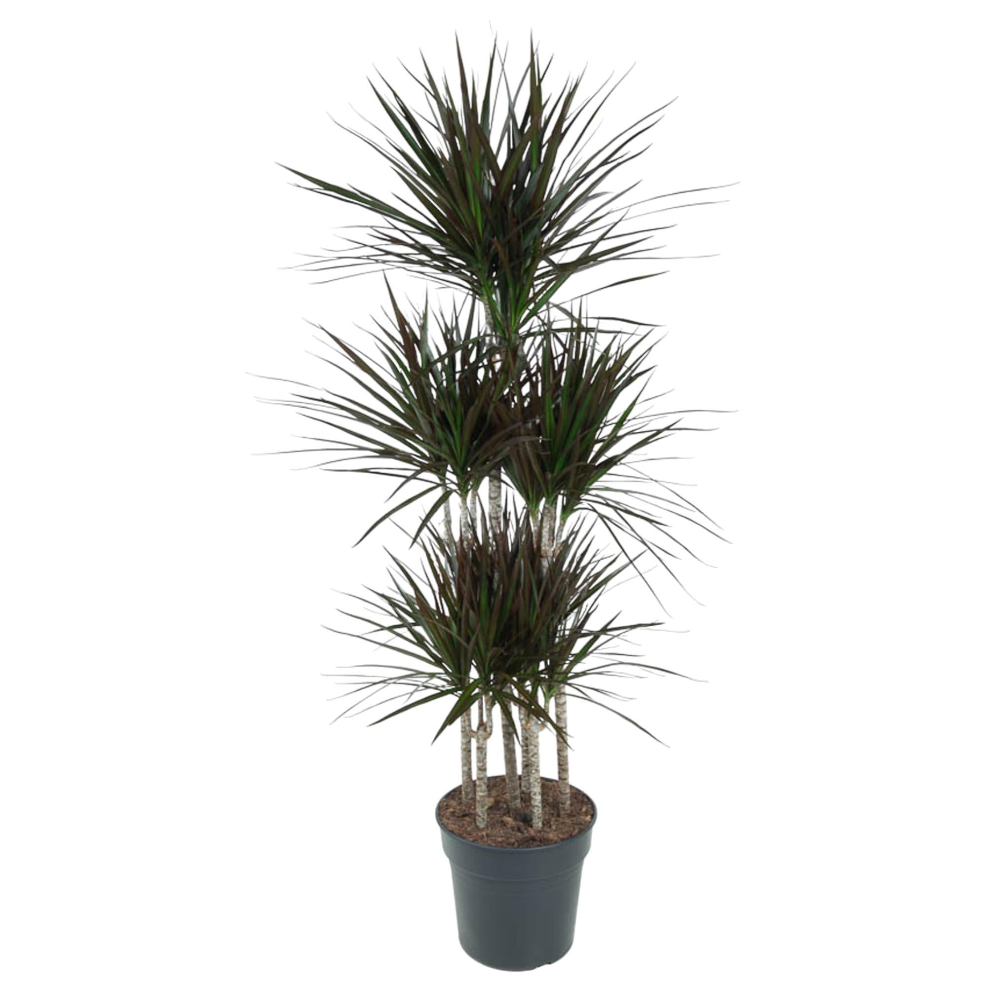 Dracaena Magenta Karussell – 150 cm – ø31