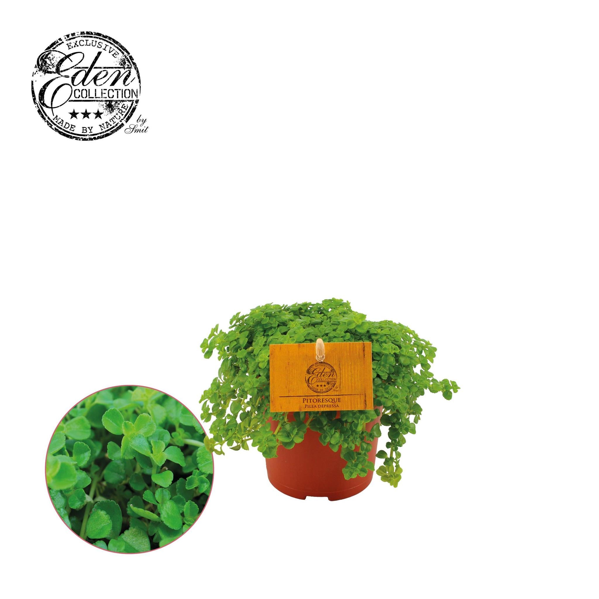 Pilea Depressa 10,5 cm – Ø10,5 cm – ↕15 cm