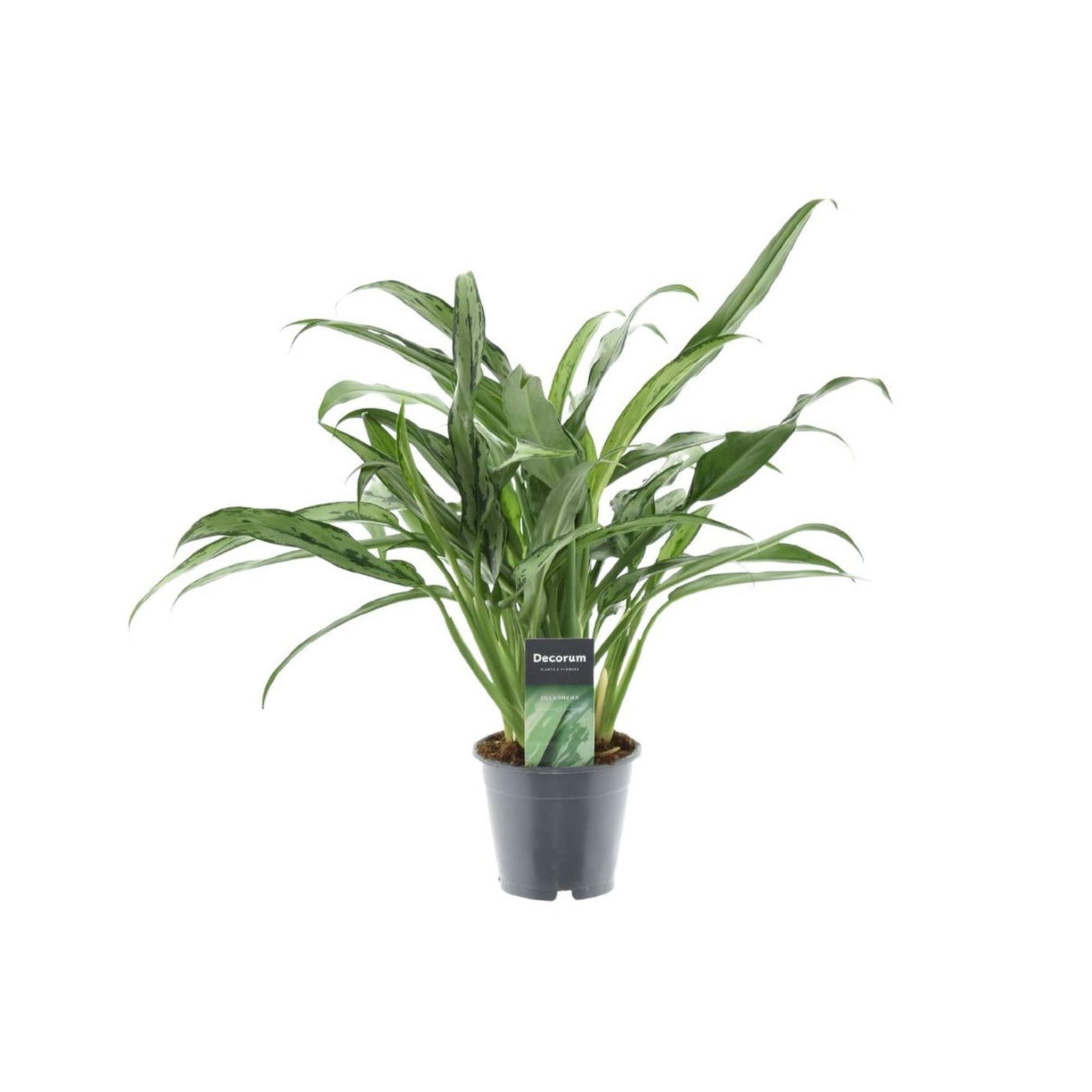 Aglaonema Entermesser – 40 cm – ø12 - Kolbenfaden