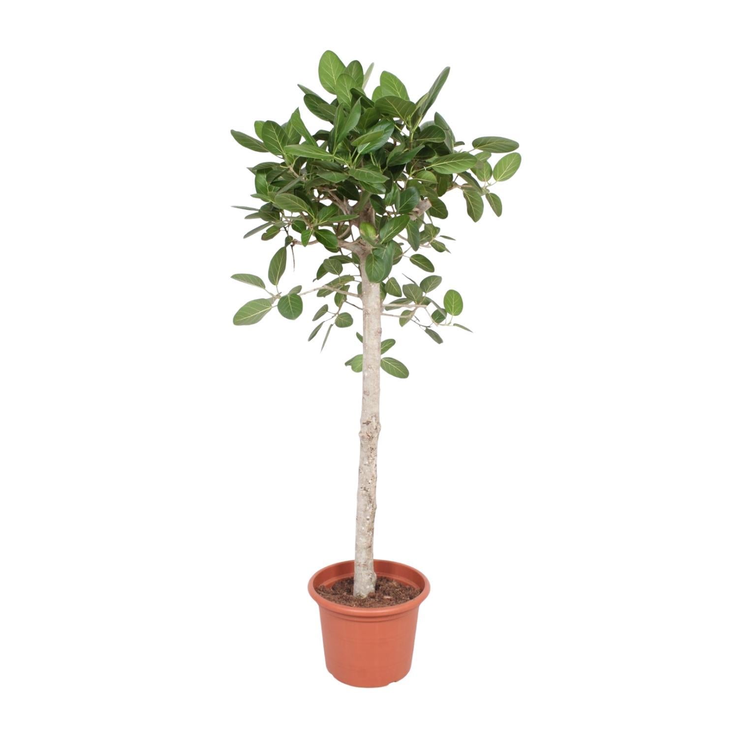 Ficus Benghalensis-Baum – 180 cm – ø40