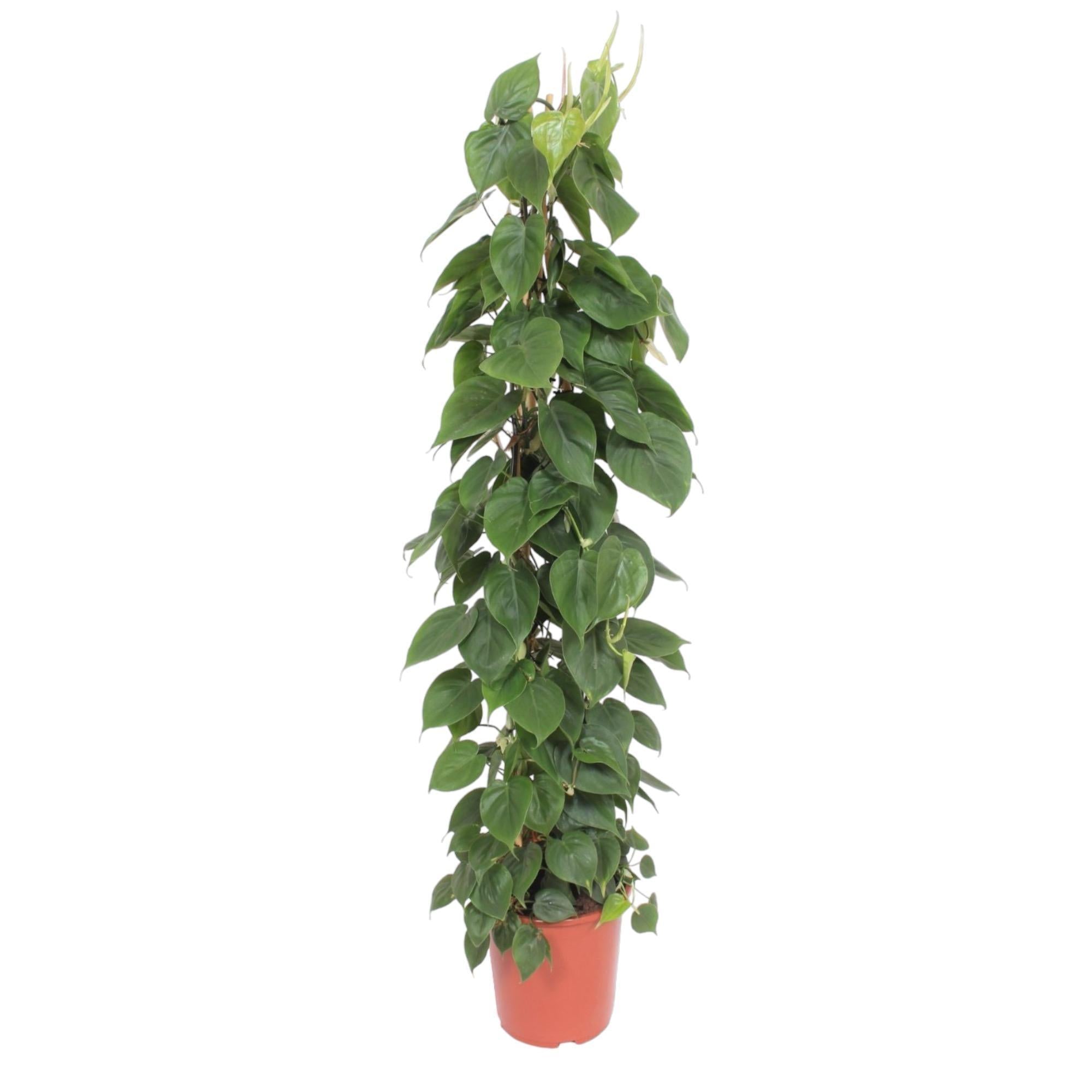 Philodendron Scandens-Gittergestell – 150 cm – ø27