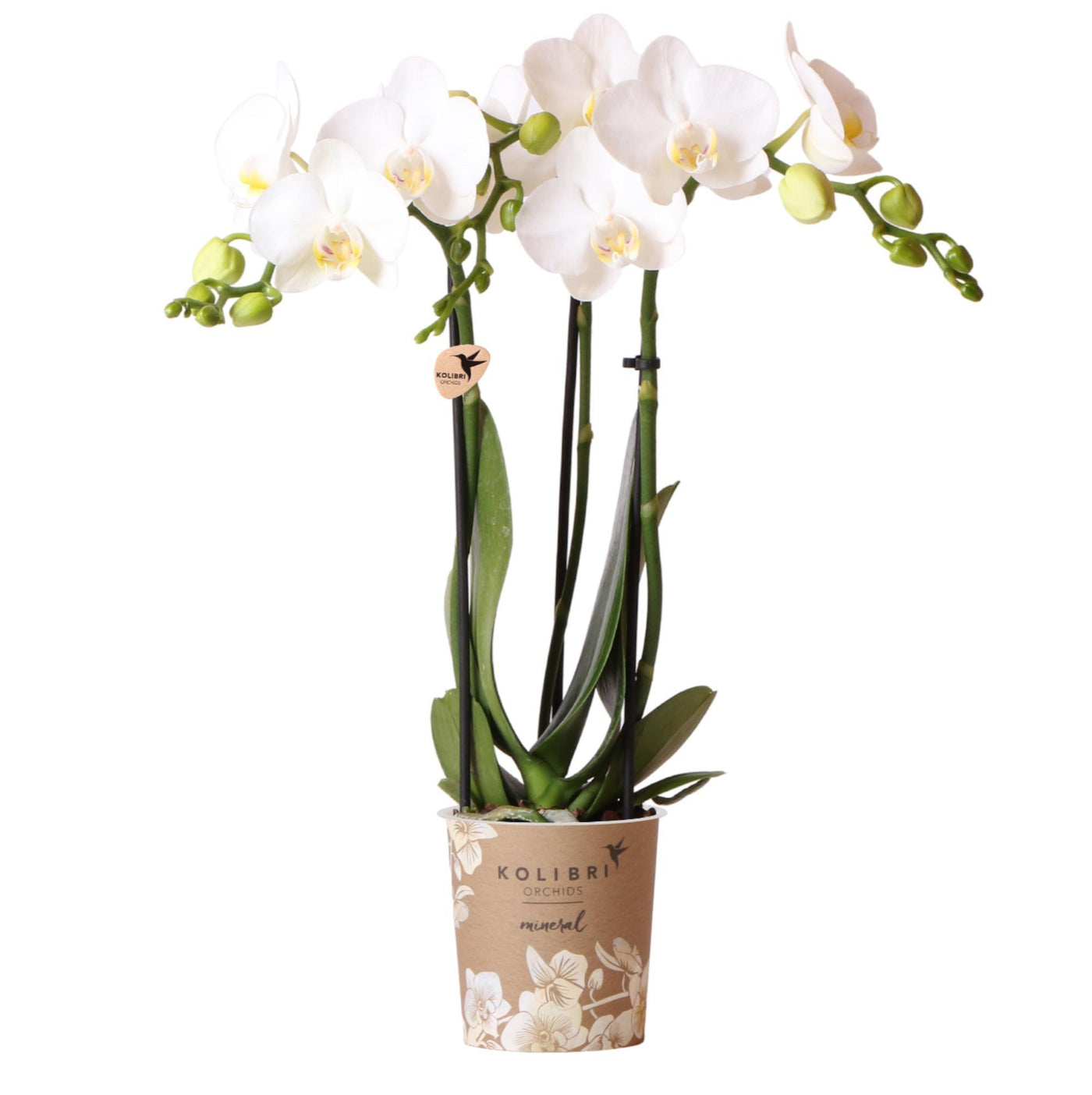 Kolibri-Orchideen | weiße Phalaenopsis-Orchidee - Amabilis - Spitzengr