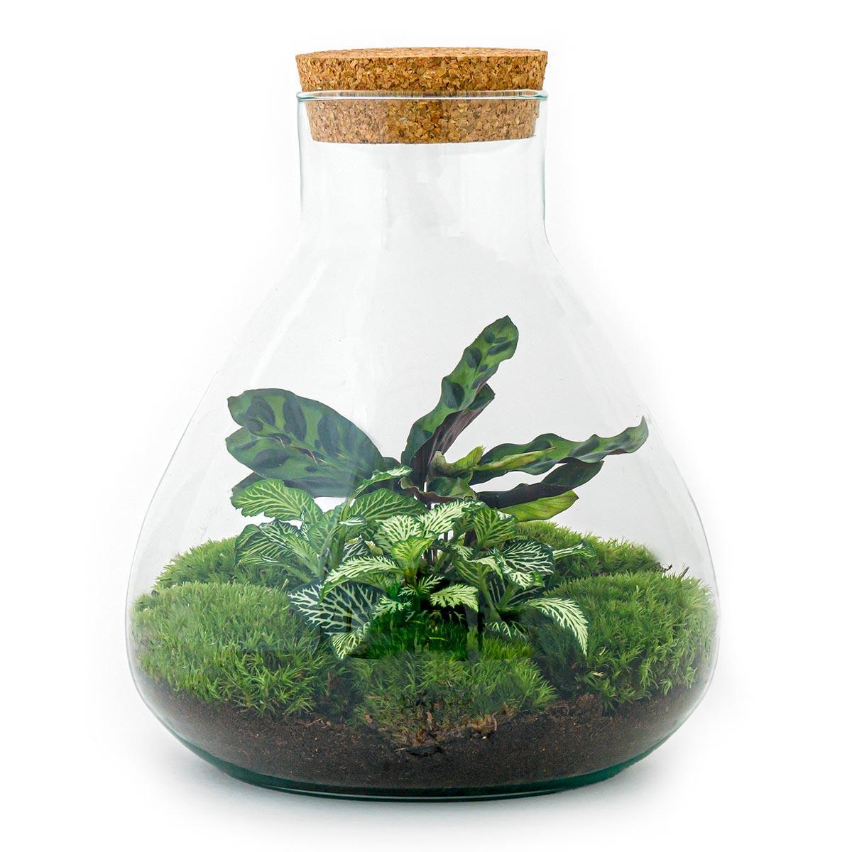 DIY-Terrarium – Sammie – ↕ 27 cm