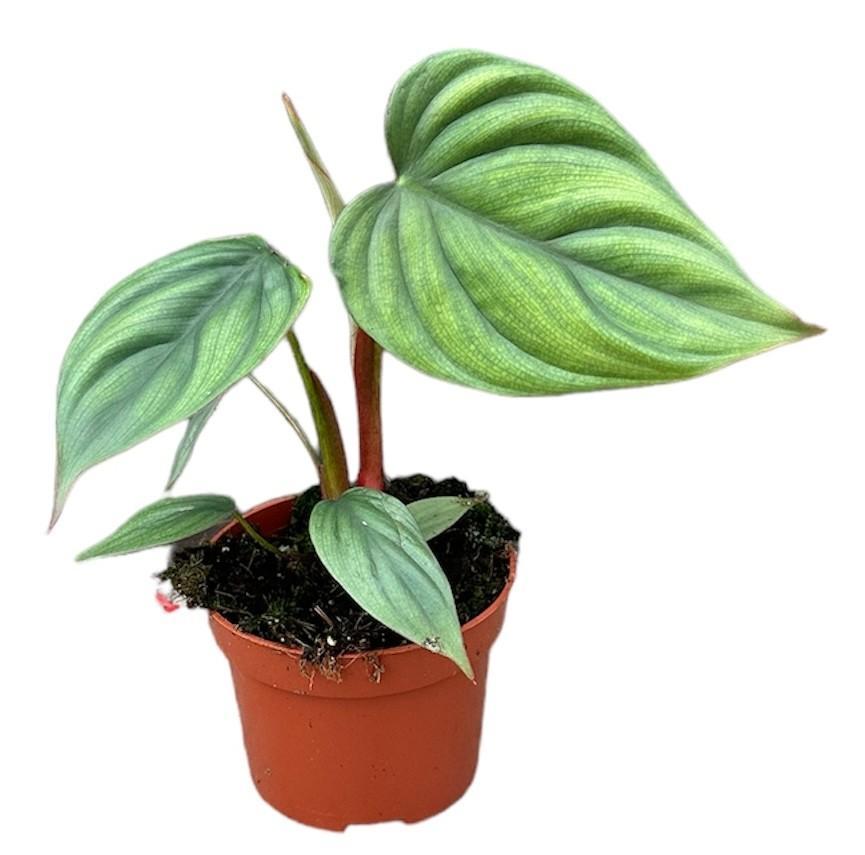 Philodendron Sp Kolumbien - Ø10,5cm - ↕15cm