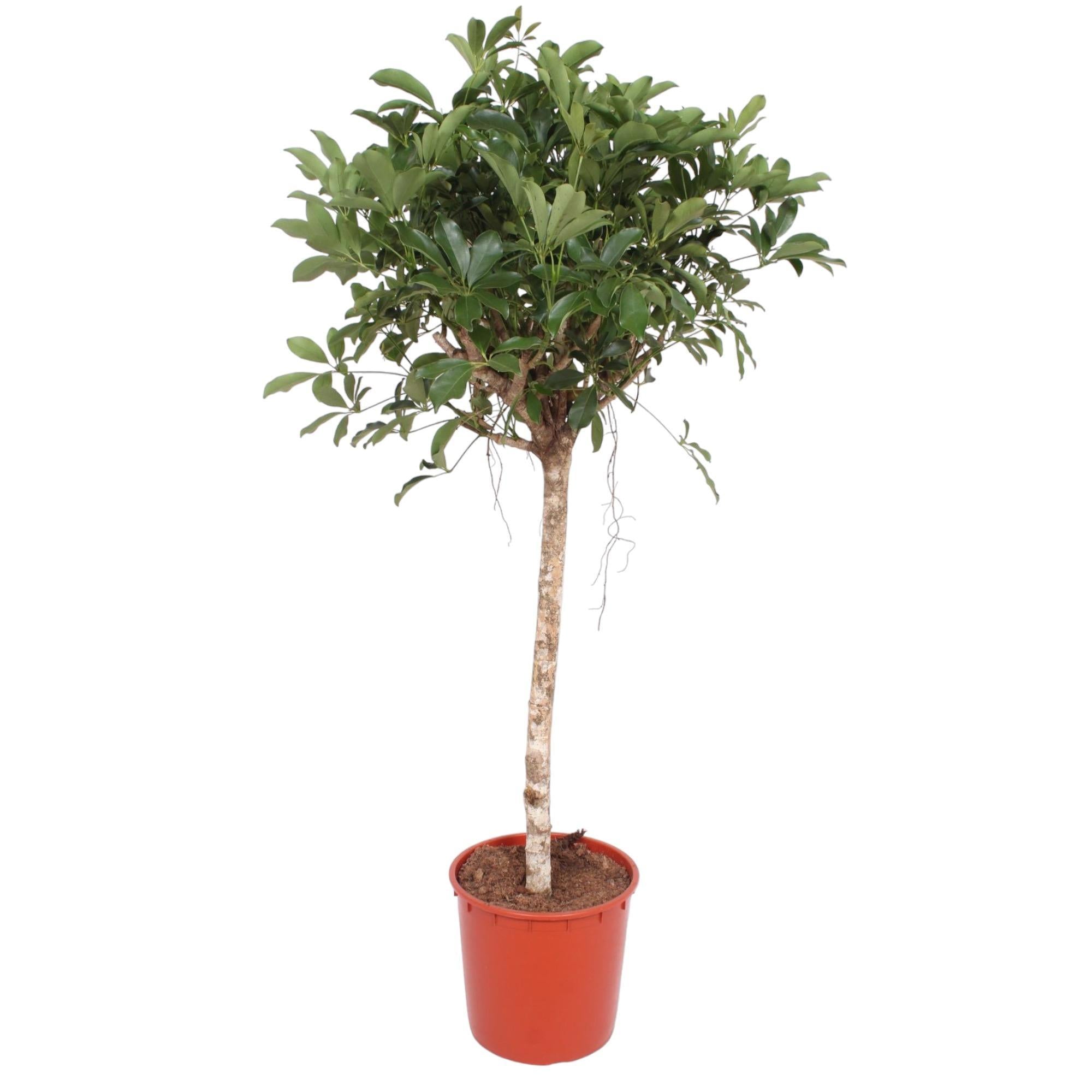 Schefflera Arboricola Compacta Baum – 150 cm – ø34