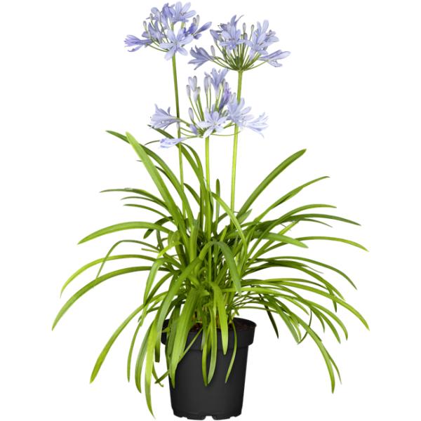 Agapanthus – Afrikanische Lilie mit blauen Blüten