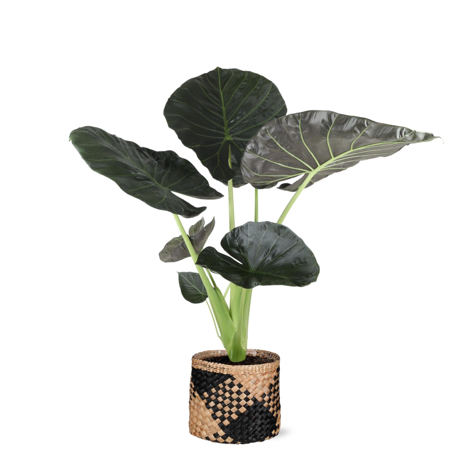 Alocasia Regal Shield Ø21cm - ↕100cm im Albury BLACK-Korb