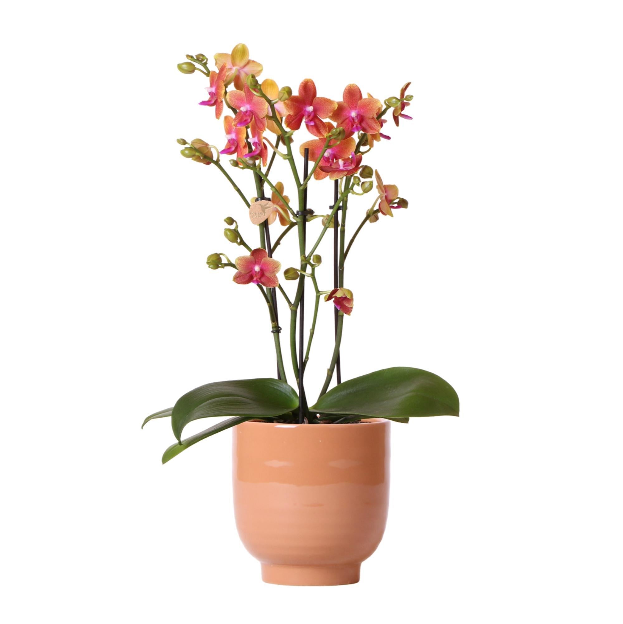 Kolibri-Orchideen | Orangefarbene Phalaenopsis-Orchidee mit Cognacfarb