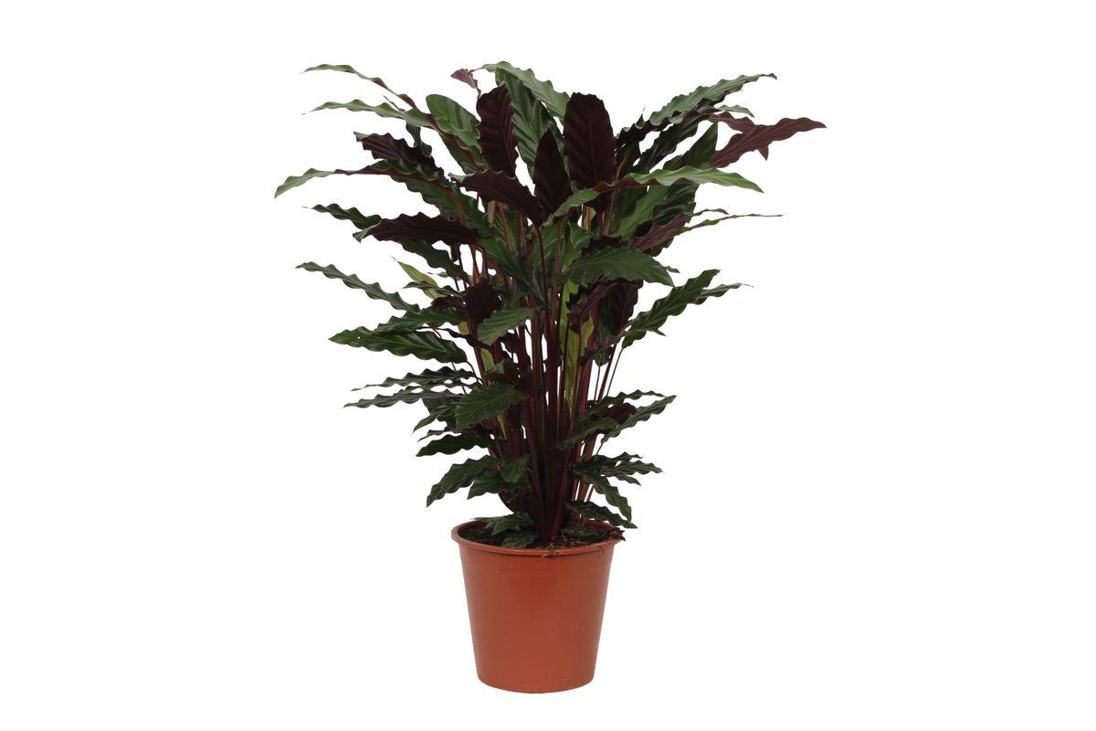 Calathea Wavestar – 80 cm – Ø19 cm