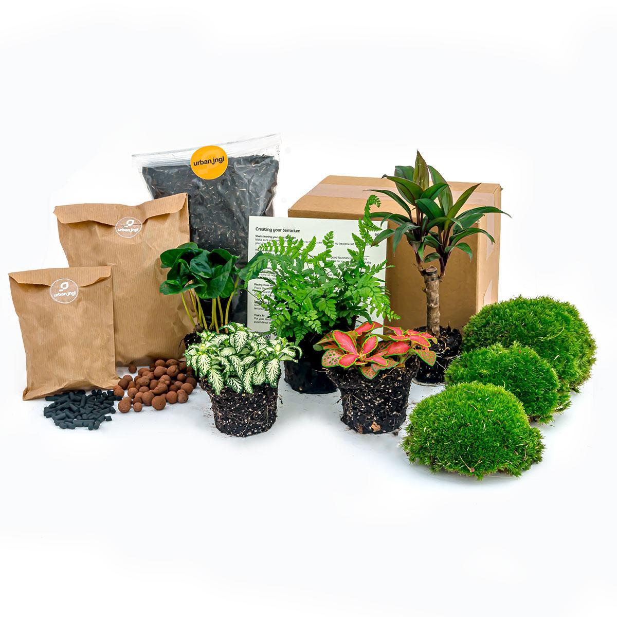 Pflanzenterrarienpaket - Jungle 5 - Coffea - Farn - Palme - 2x Fittoni