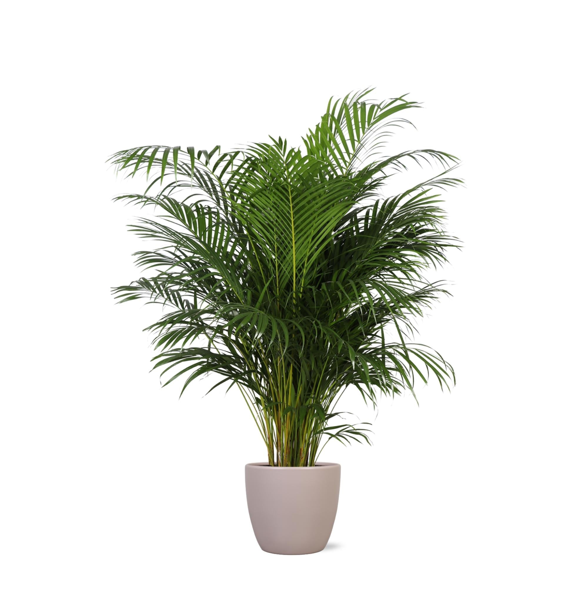 Dypsis Lutescens (Areca-Palme) Ø27cm ↕160cm im Boule TAUPE Topf